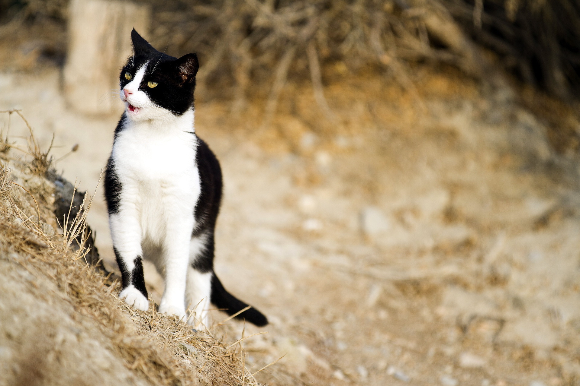 Черно белый кот окрас. Сибирская биколор короткошерстная. Черно белый кот. Черно белая кошка. Черный и белый кот.