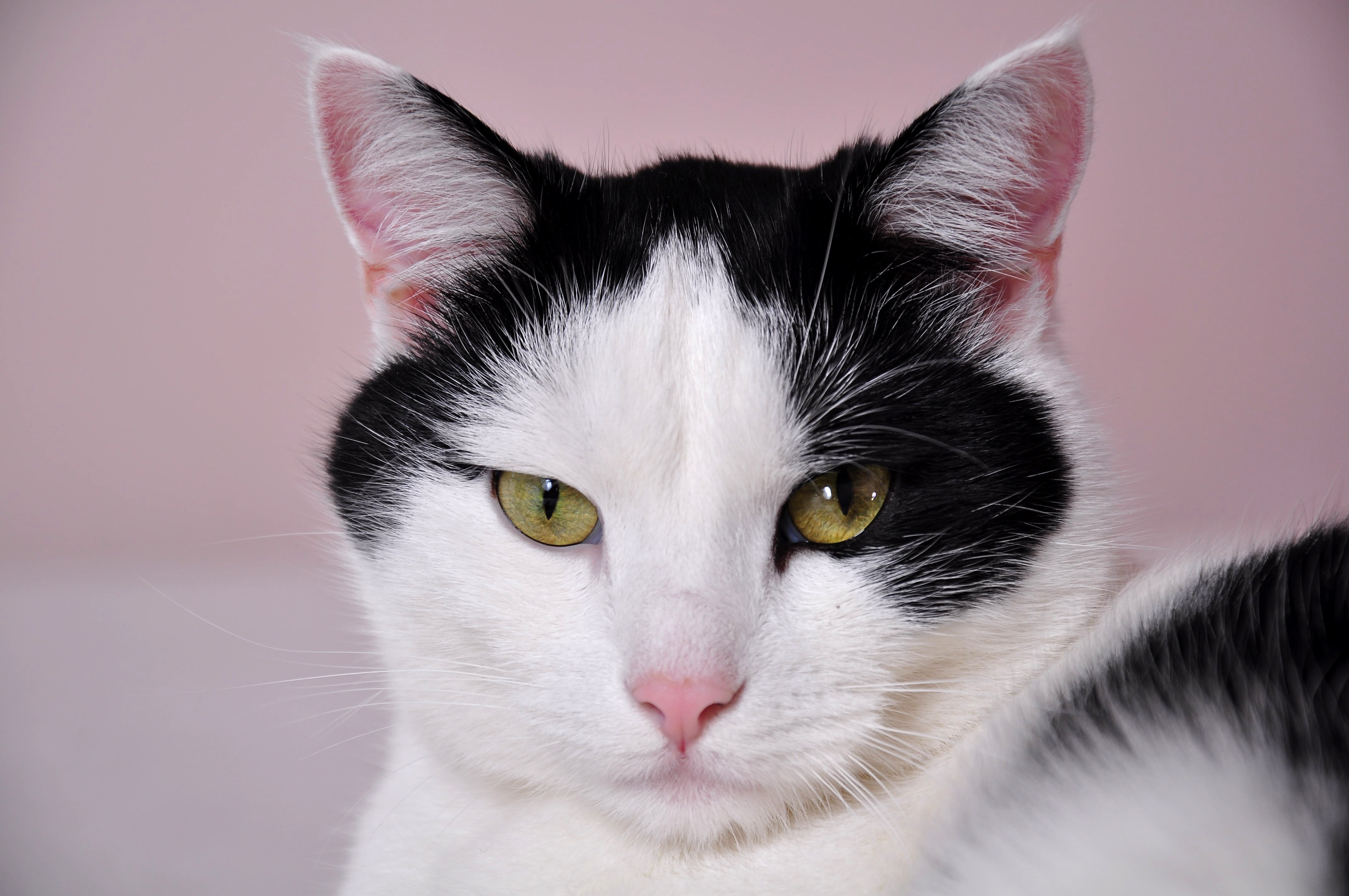 Порода черно белых кошек с фотографиями. Европейская короткошерстная кошка черно-белая. Европейская короткошерстная кошка белая. Черно белый кот. Черно белая кошка.