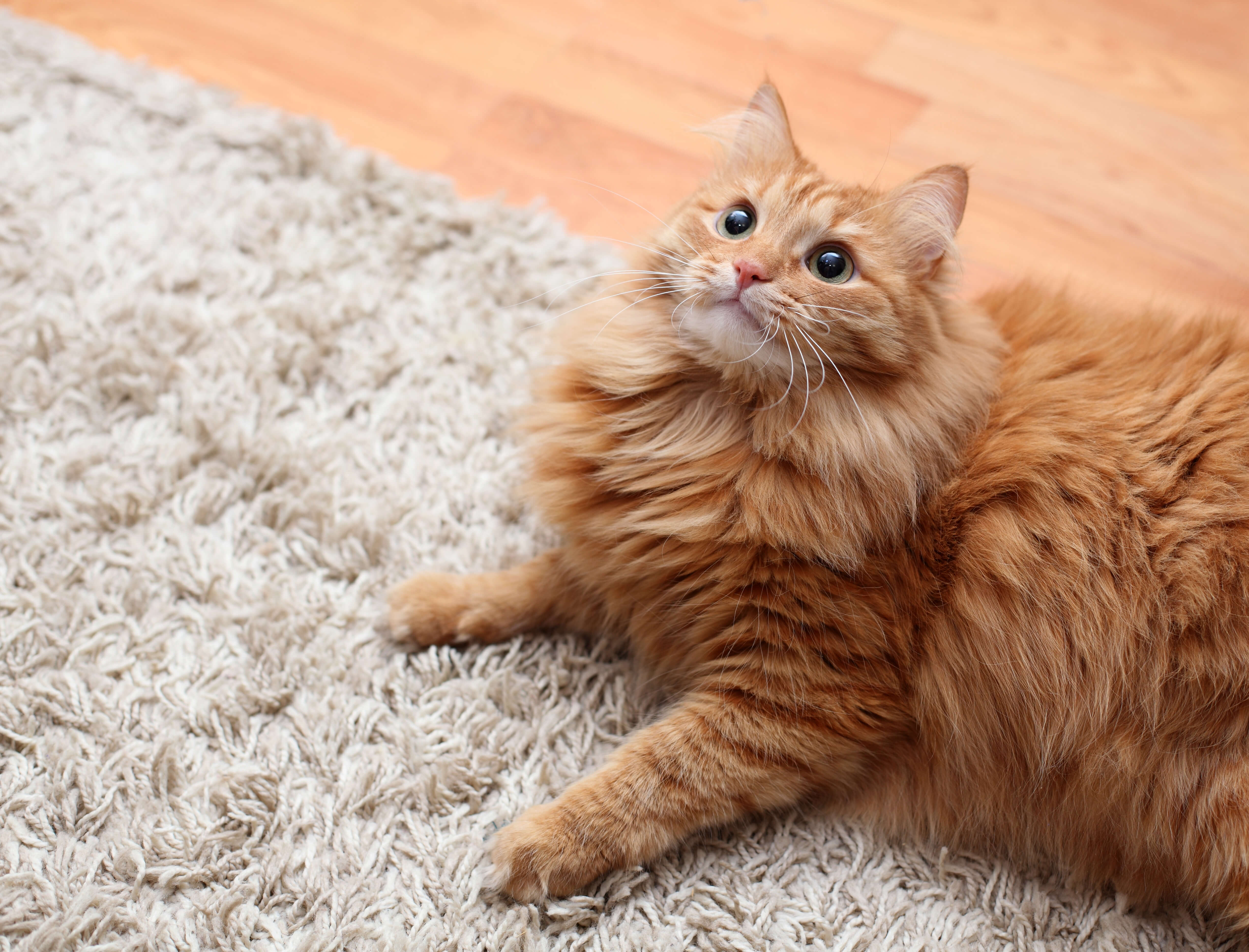 Порода кошек с рыжей шерстью. Сибирская кошка рыжая короткошерстная. Британская длинношёрстная кошка рыжая. Европейская длинношерстная кошка рыжая. Рыжий длинношерстный кот.
