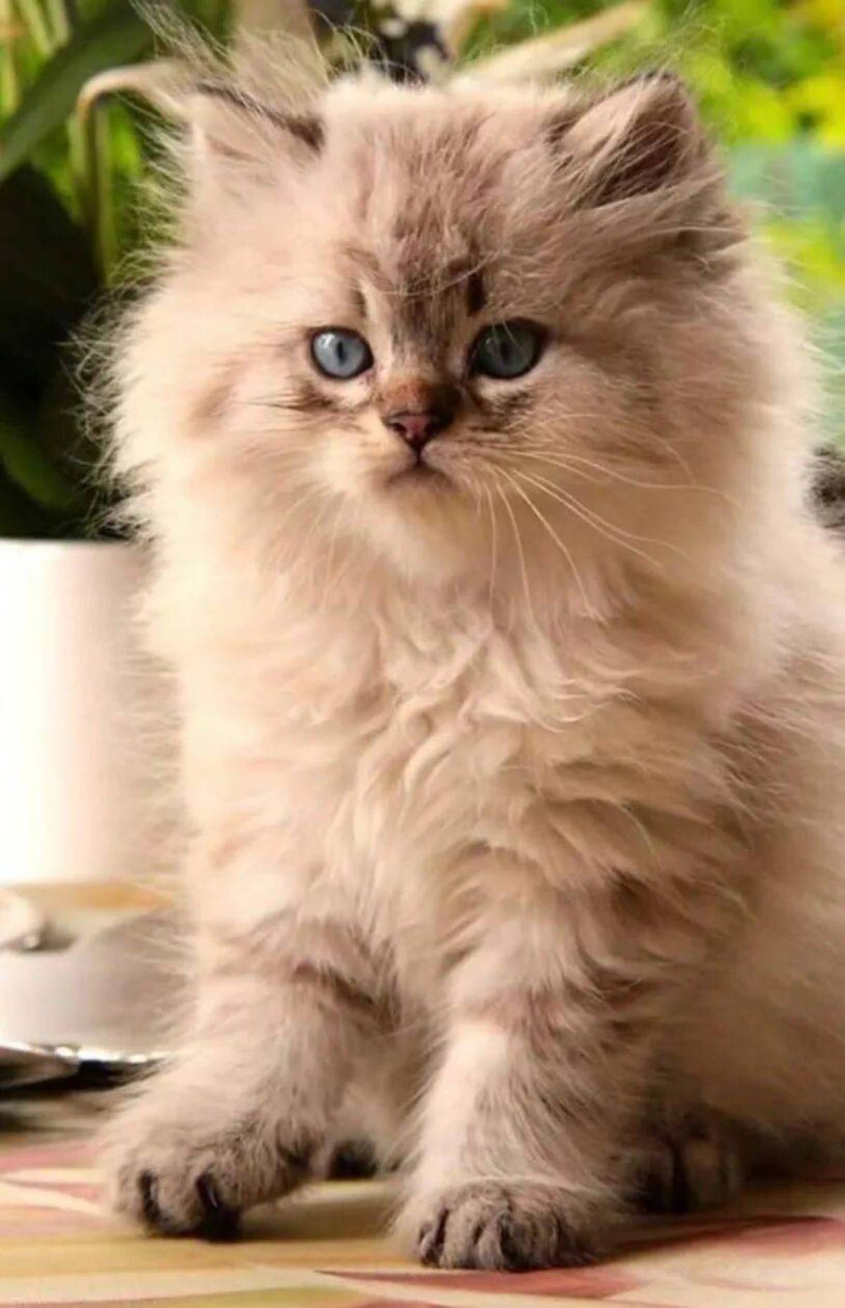 Кис кис котенка. Британская длинношёрстная кошка. Пушистые котята. Пушистая кошка. Красивые котята.