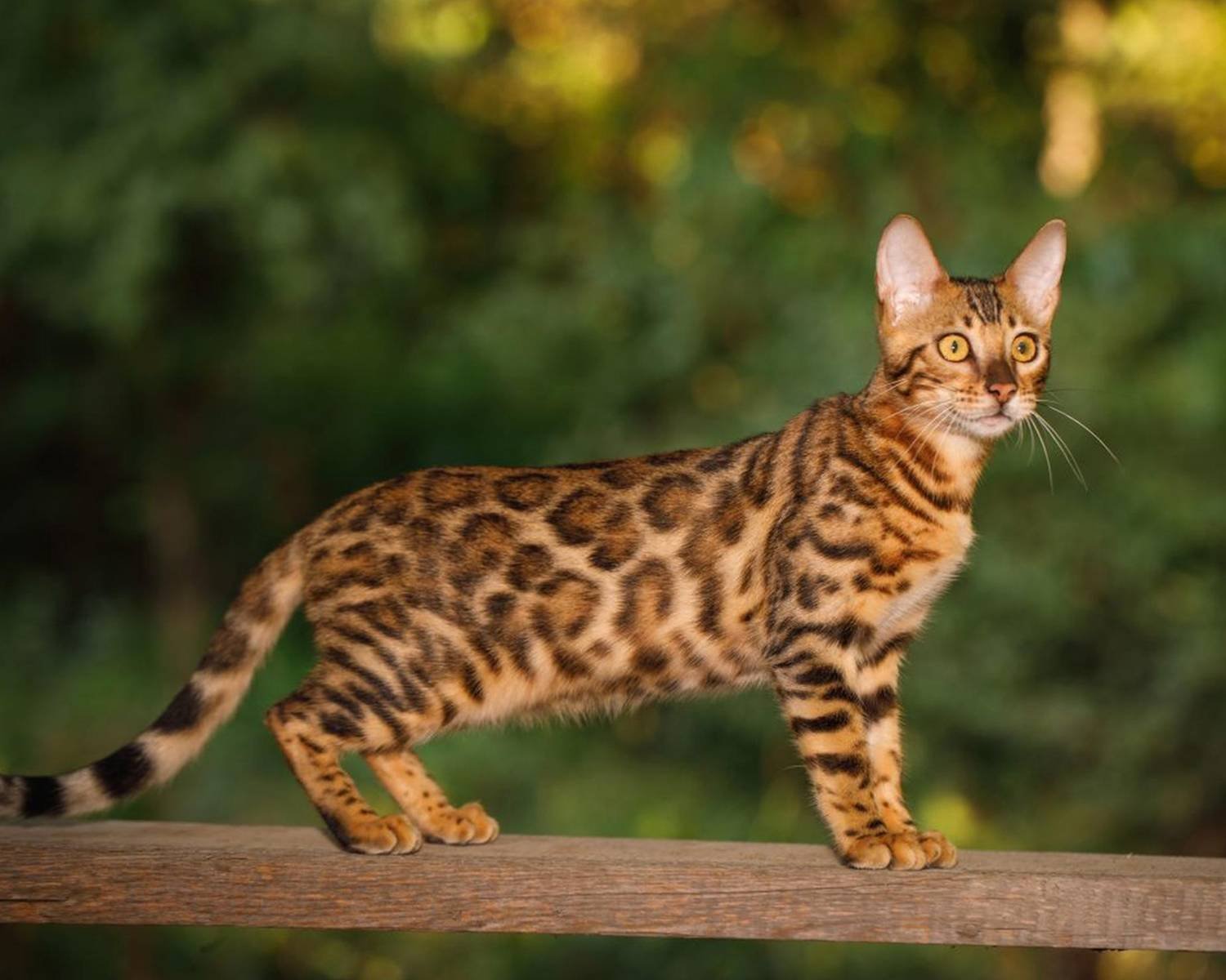 Особенности бенгальской породы. Бенгальская кошка. Кошки бенгальской породы. Кошка Бенгальская Мао. Бенгальская леопардовая кошка.