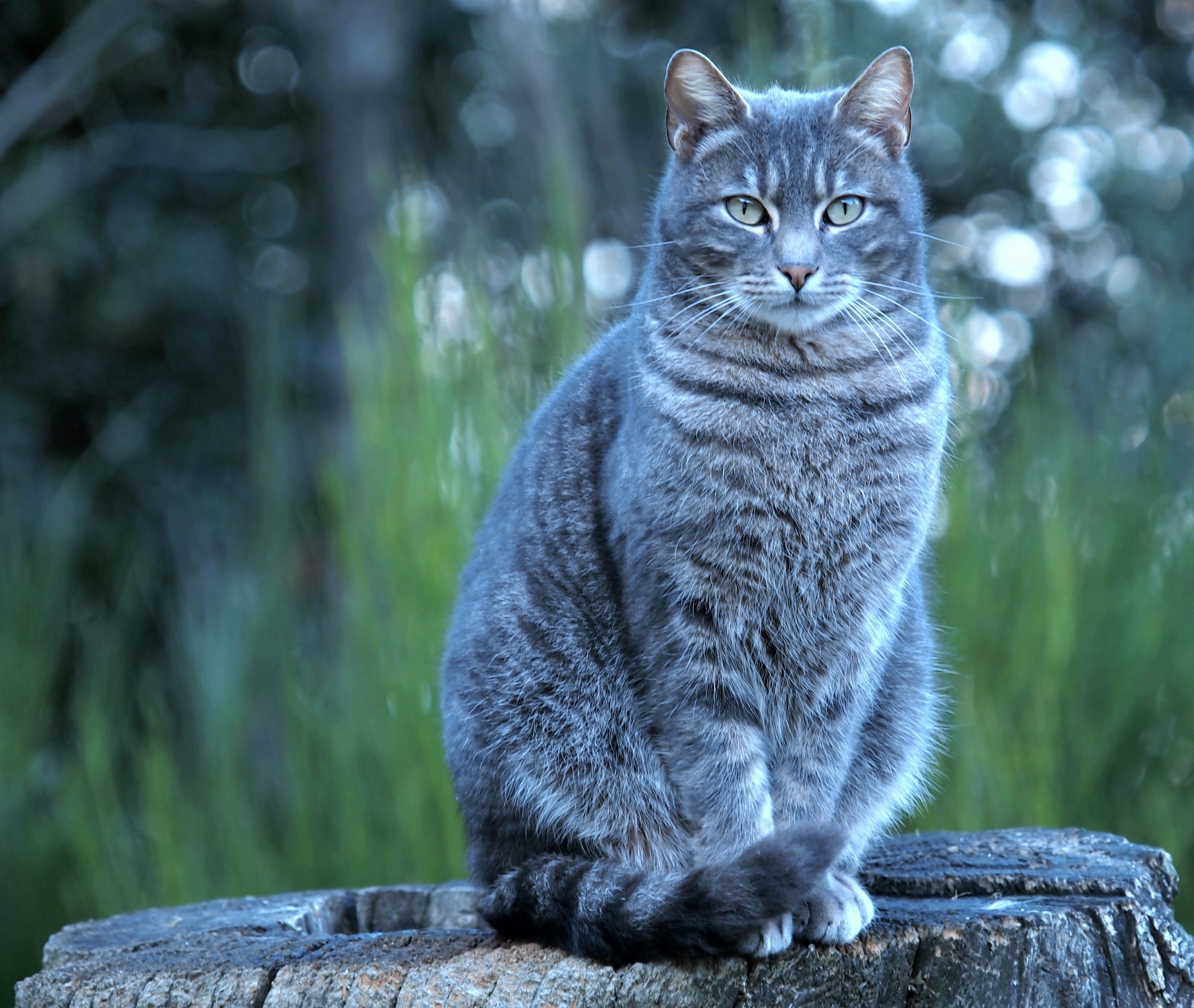 Картинки серых кошек. Европейская голубая короткошерстная кошка. Шартрез кот полосатый. Сибирская короткошерстная кошка серая. Британская кошка табби.