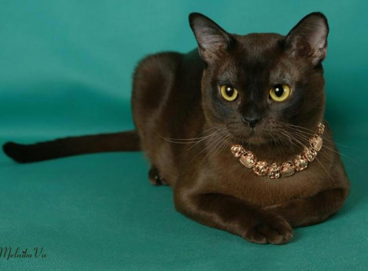 Бурма фото цена. Бурма кошка. Бурманская короткошерстная кошка. Порода кошек европейская Бурма. Кошка шоколадная Бурма.