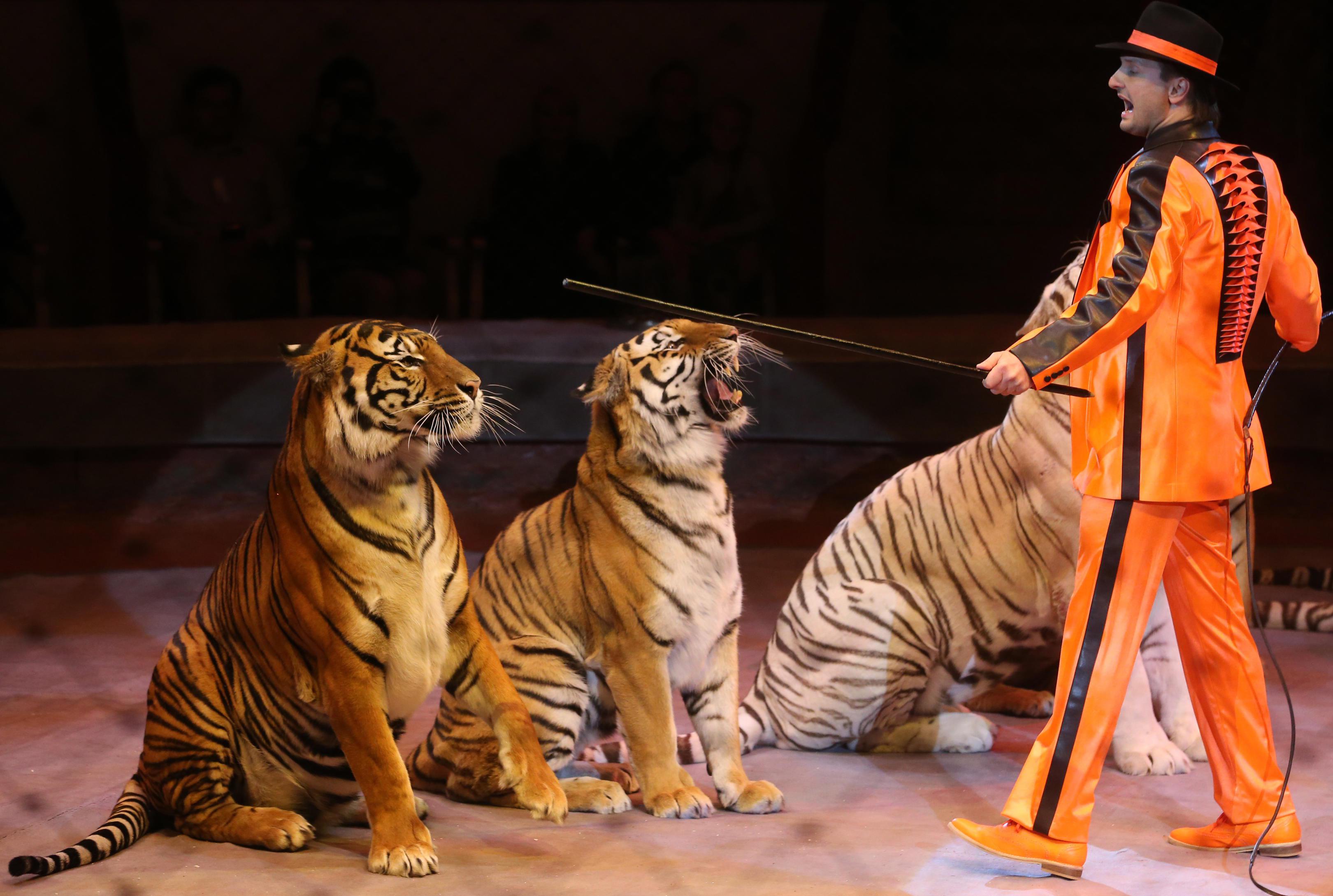 Цирк бенгальские тигры. Эдгард Запашный цирк. Запашный с тигром. Укротительница тигров Запашные. Цирк братьев Запашных тигры.