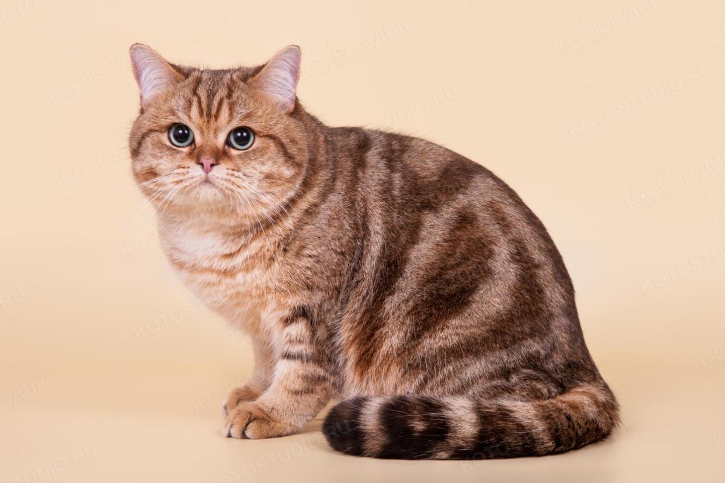 Окрас табби у кошек британской породы