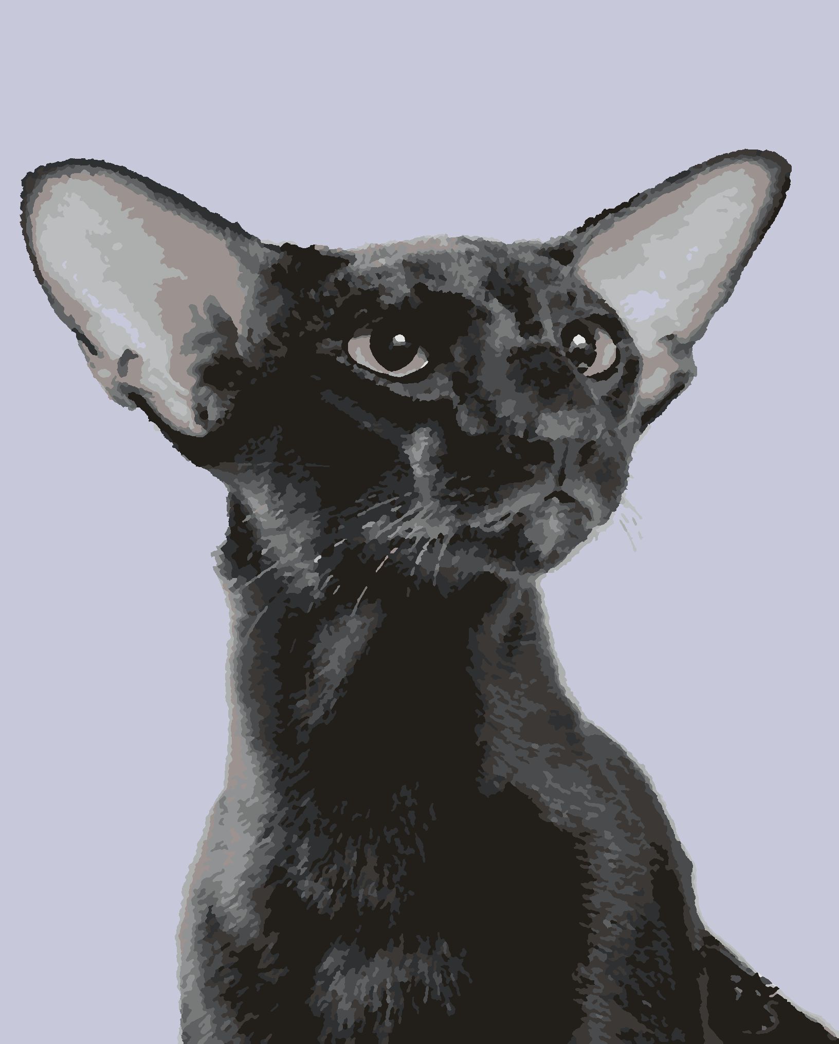 Рассмотрите фотографию кошки породы ориентальная и выполните. Петерболд Ориентал. Ориентальная порода кошек. Ушастый кот порода Ориентал. Ориентальная короткошерстная кошка.