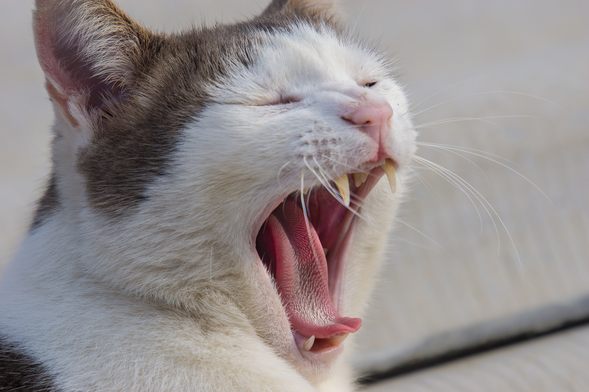 Кошка без зубов. Кот зевает. Кошка с открытым ртом.