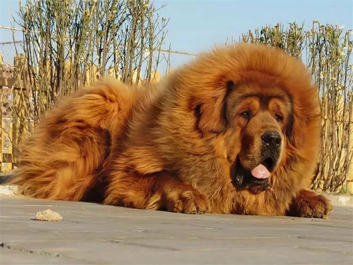 Очень крупная порода собак. Тибетский мастиф. Тибетский мастиф золотистый. Красный тибетский мастиф. Афганский мастиф.