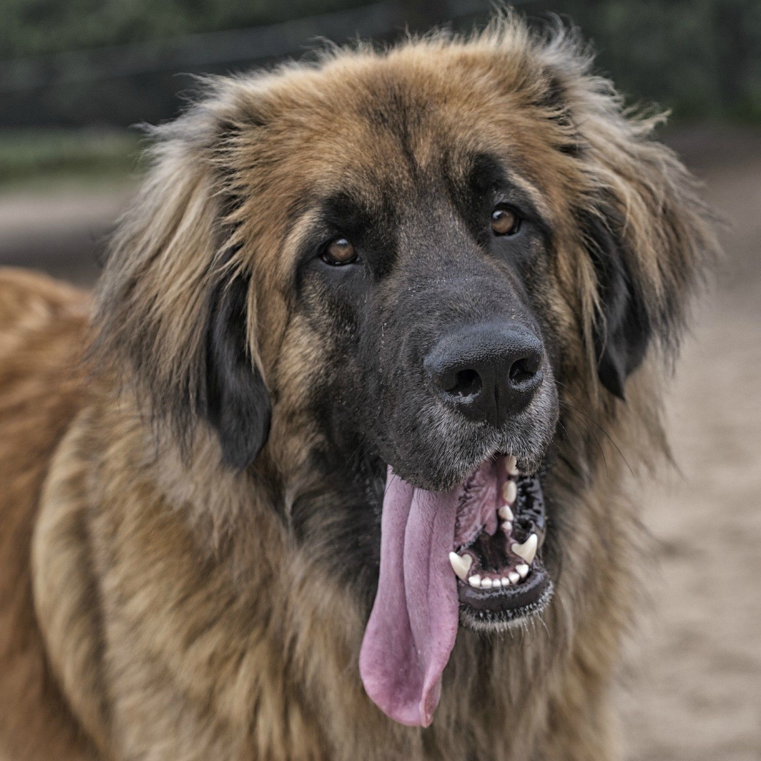 Огромная собака порода. Порода собак Леонбергер. Большая собака Леонбергер. Леонбергер гигантская. Леонбергер черный.