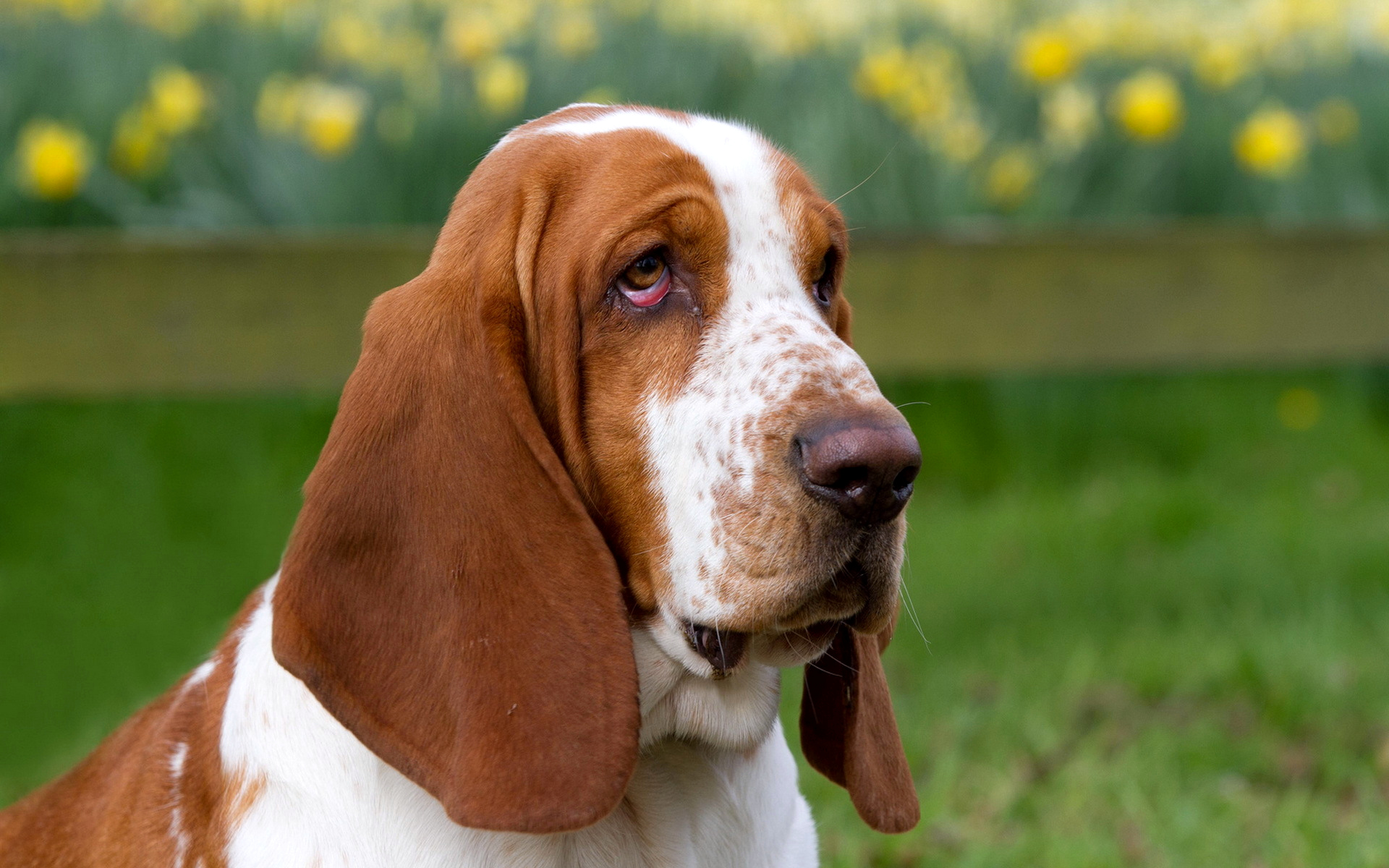 Длинные уши на английском. Бассет хаунд. Порода собак Бассет хаунд. Бесенхаунт порода собак. Ушастый Бассет-хаунд.