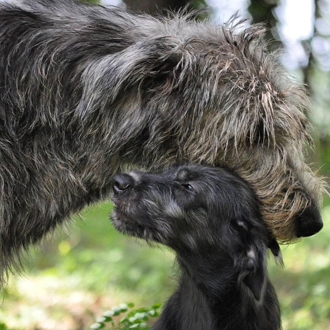 Wolfhound