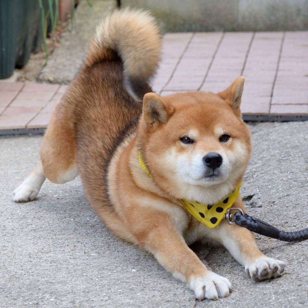 Почему сиба ину. Сиба ину. Японская порода собак сиба-ину. Сиба Шиба ину. Шиба ину Карликовые.