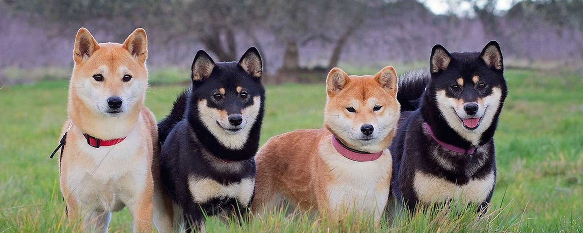 Почему сиба ину. Сиба ину. Сиба-ину породы собак. Японская порода собак сиба-ину. Сиба ину щенок.