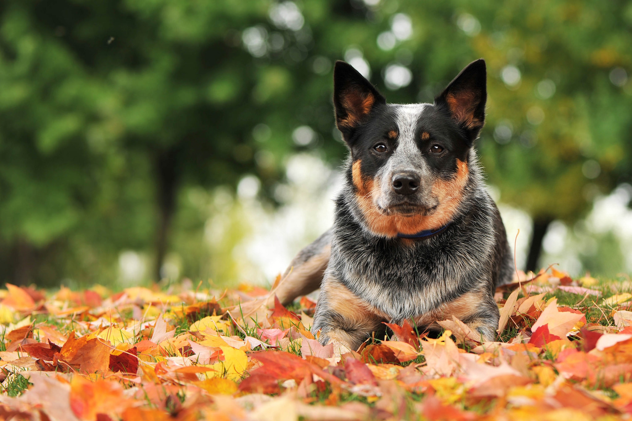 Leaf dog