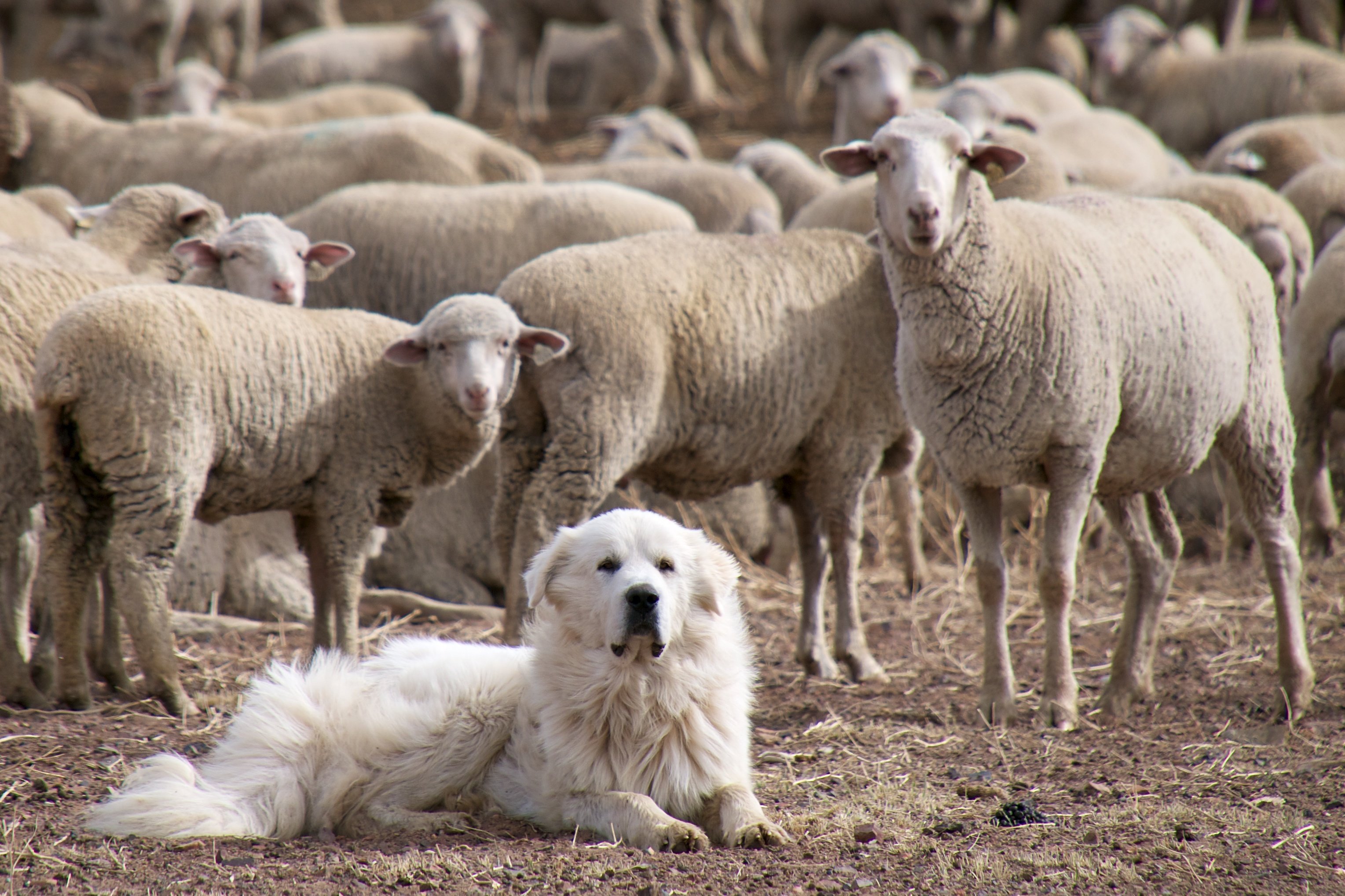 Пасу овечек. Маремма-абруццкая овчарка пасёт овец. Порода собак Пастухов овец. Южнорусская овчарка пасет овец. Пиренейская Горная собака пастух.