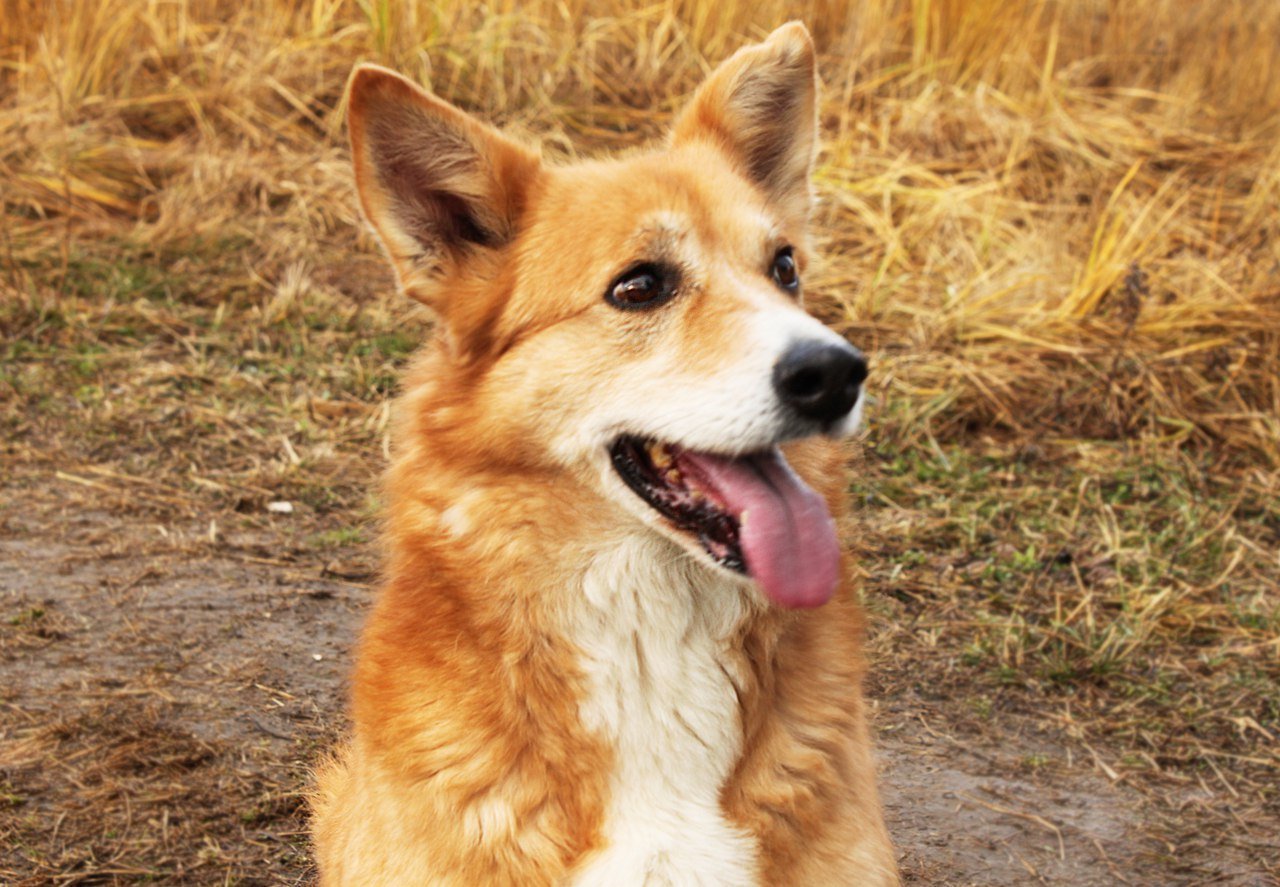 Породы рыжих собак. Рыжая собака. Рыжая собака порода. Бело рыжая собака. Рыженькая собачка.