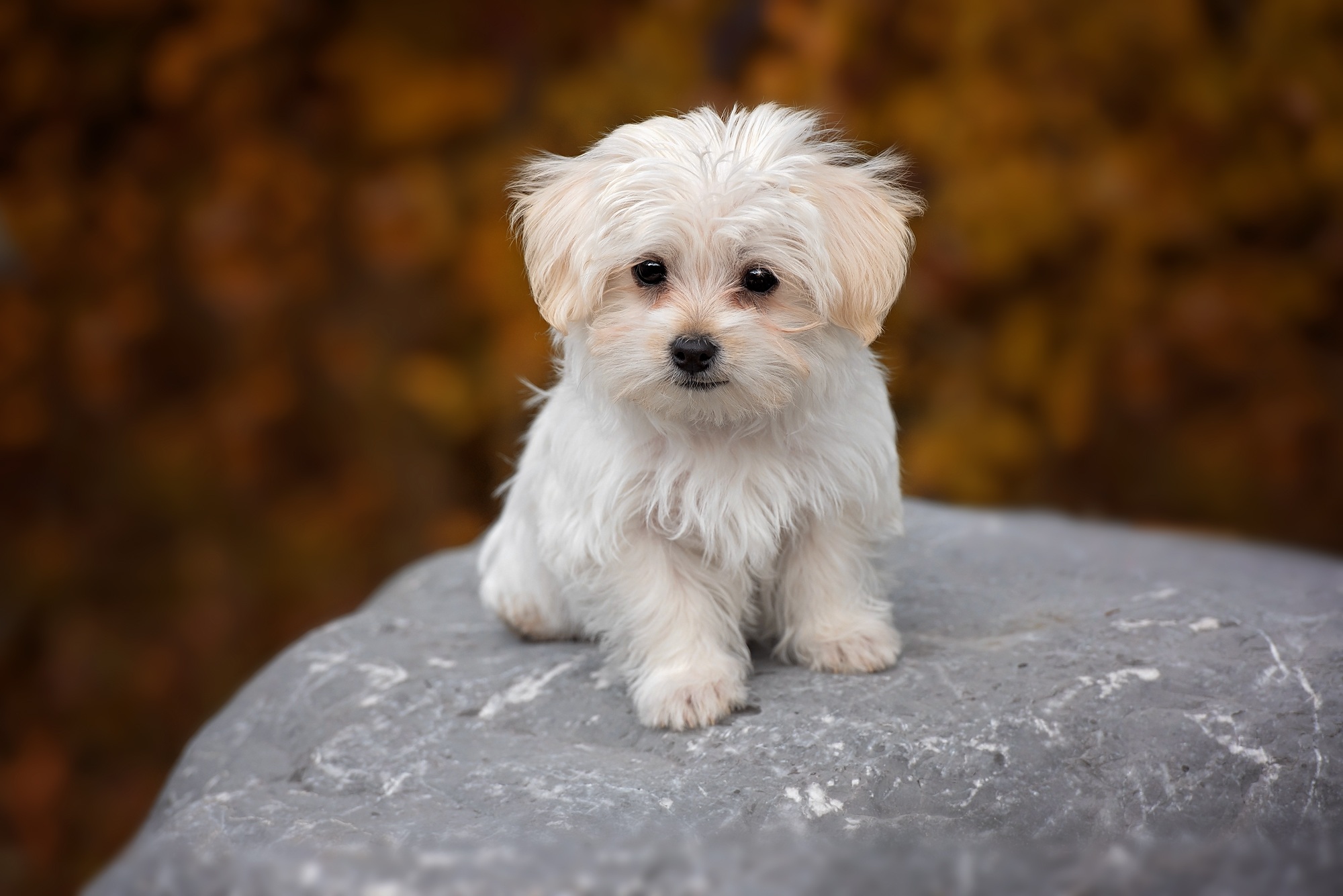 Небольшие породы собак с фотографиями. Собачка Мальтийская болонка. Бишон Болоньез Мальтийская болонка. Мальтийская болонка терьер. Мальтийский Бишон.