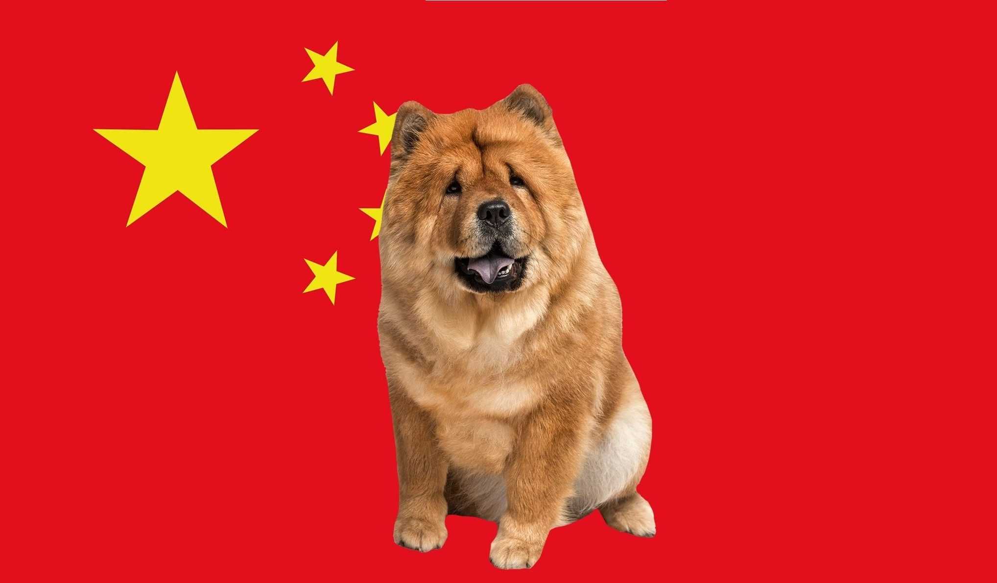 Год китайской собаки