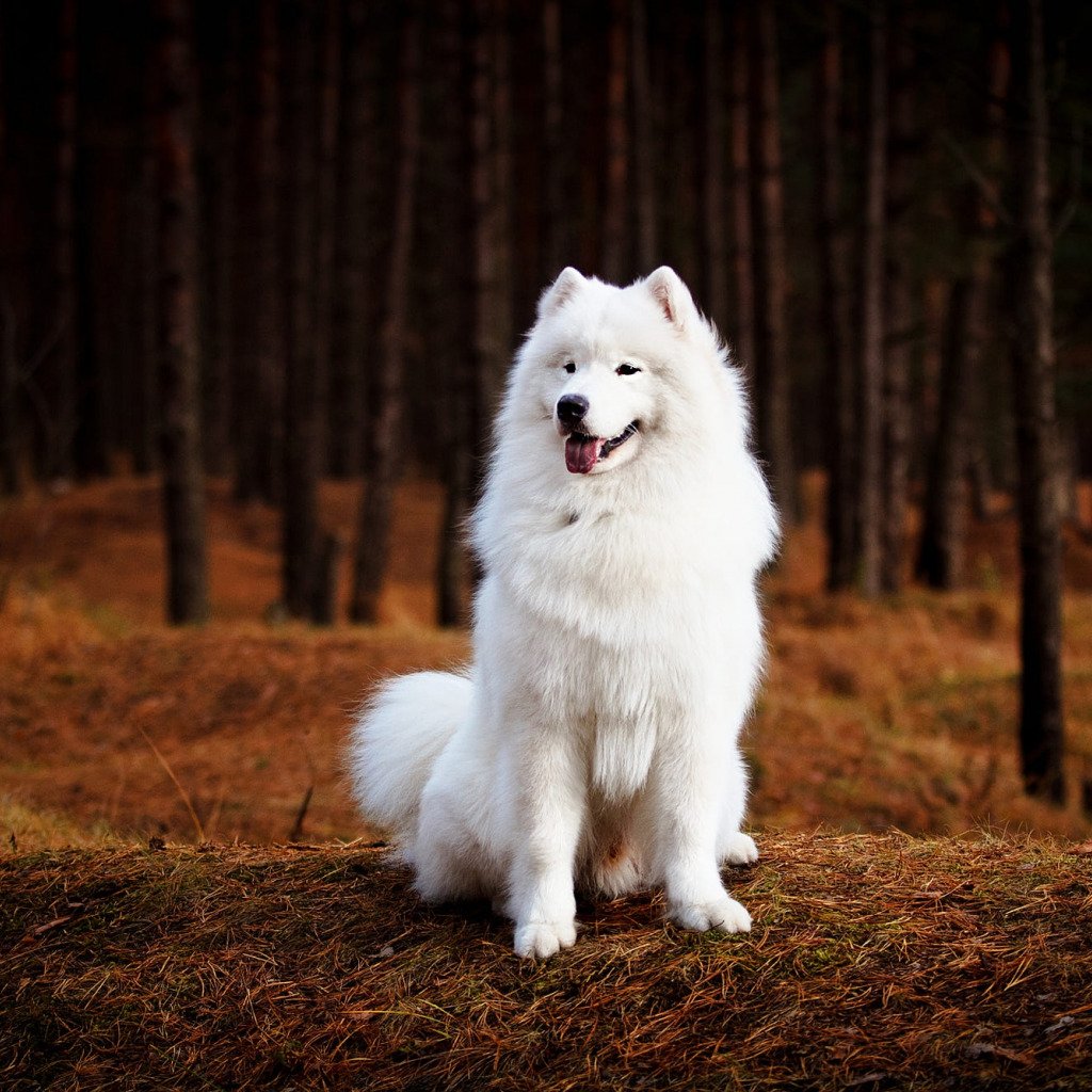 Ездовая собака с пушистой белой шерстью 6. Самоед собака. Белая лайка самоед. Алеутский самоед. Белоснежный самоед.