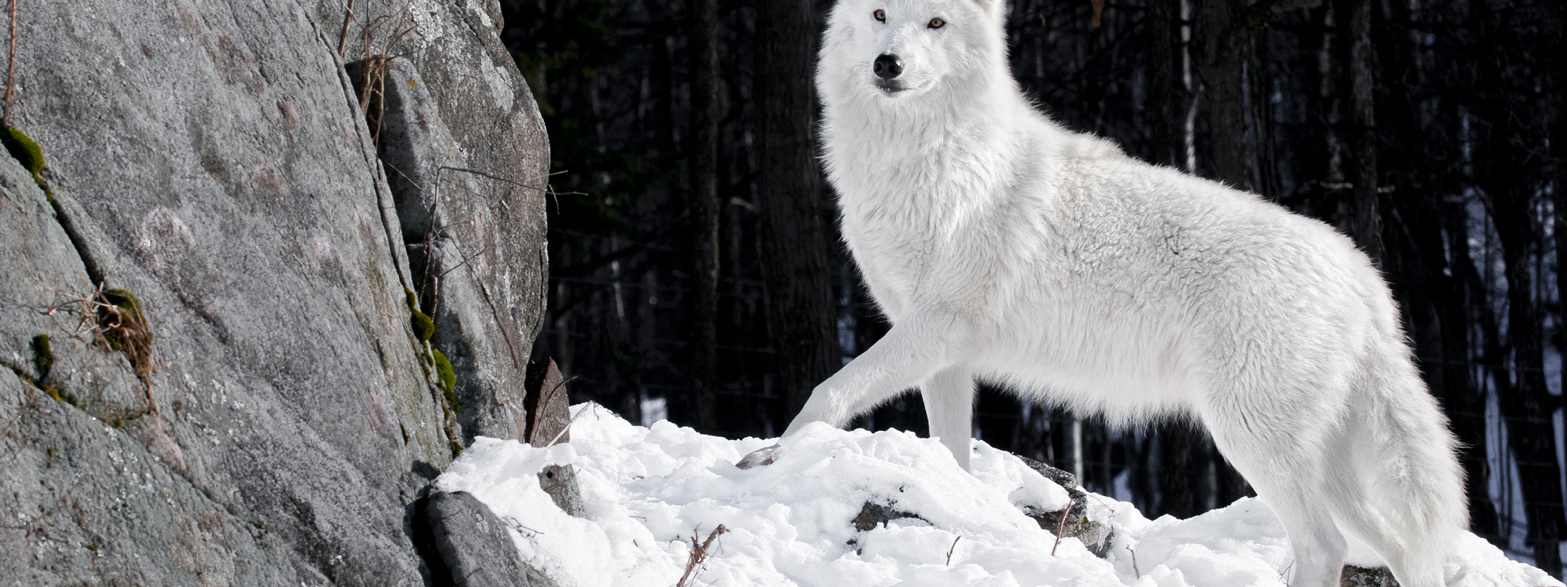 R wolf. Арктический волкособ. Волкособ альбинос. Мелвильский островной волк. Арктический Полярный волк.