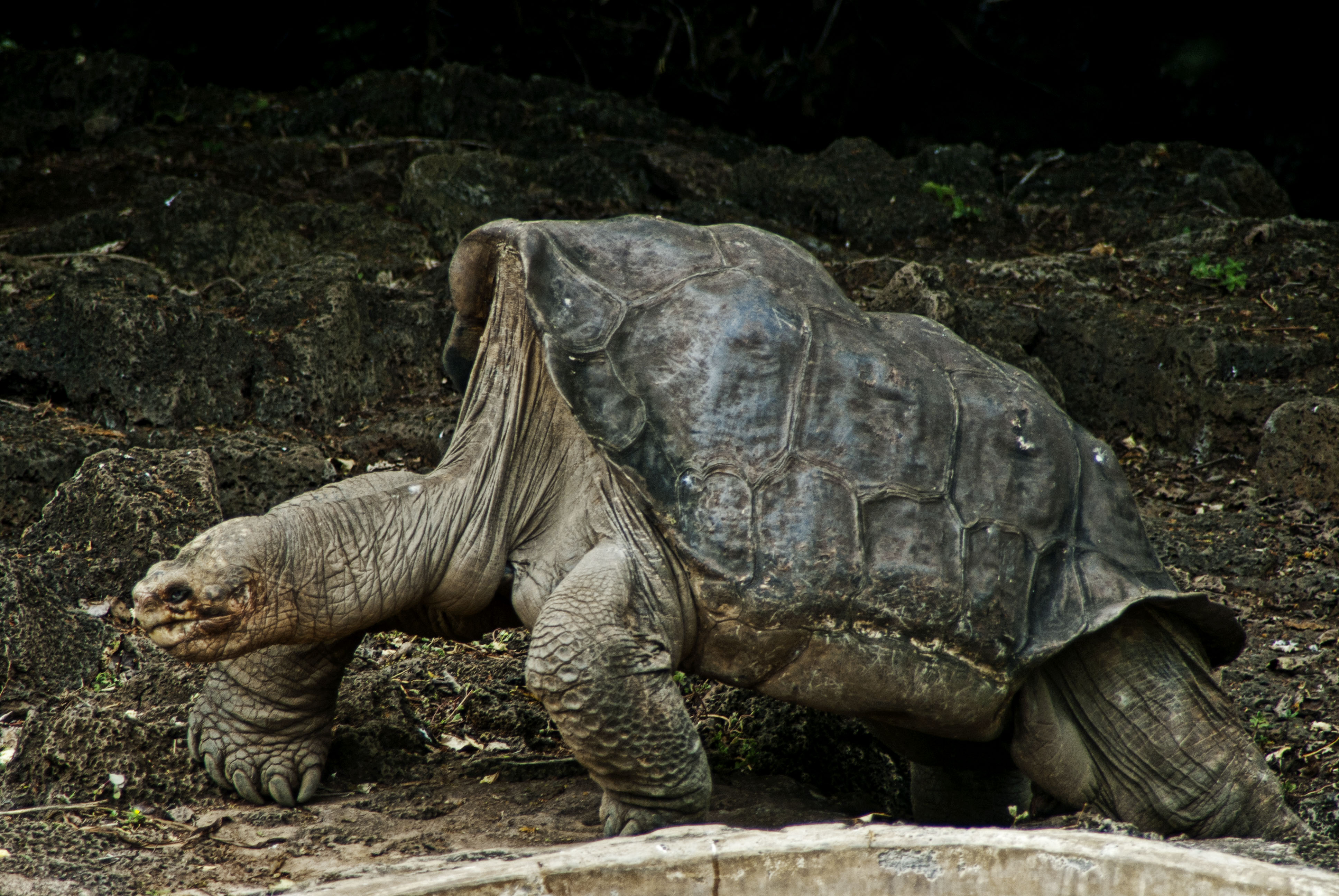 Абингдонские слоновые черепахи. Абингдонская слоновая черепаха. Галапагосская черепаха Джордж. Галапагосская черепаха вымерла. Одинокий Джордж черепаха.