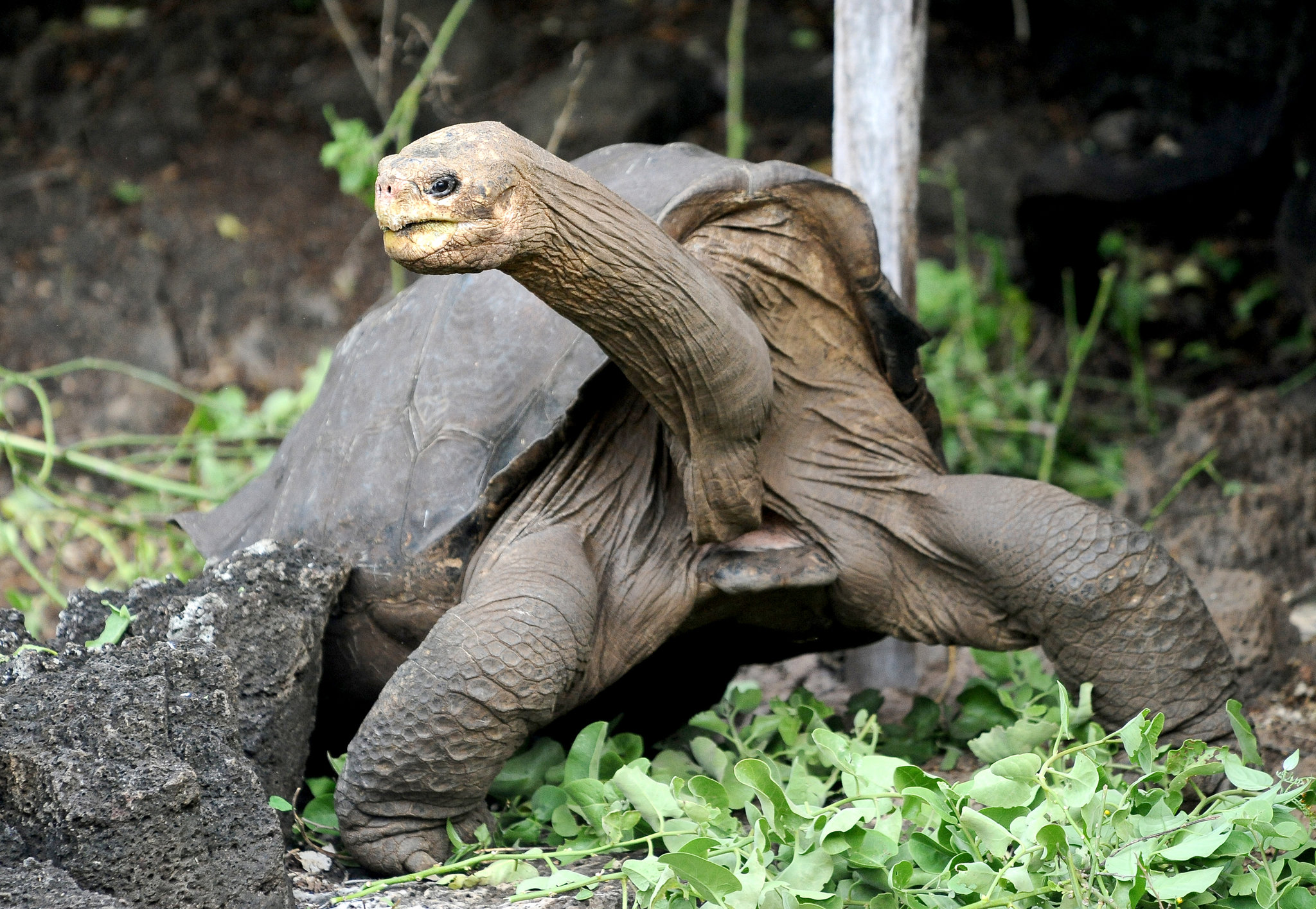 Абингдонские слоновые черепахи. Абингдонская слоновая черепаха Джордж. Галапагосская черепаха Джордж. Галапагосская черепаха одинокий Джордж. Абингдонская слоновая черепаха вымершее животное.
