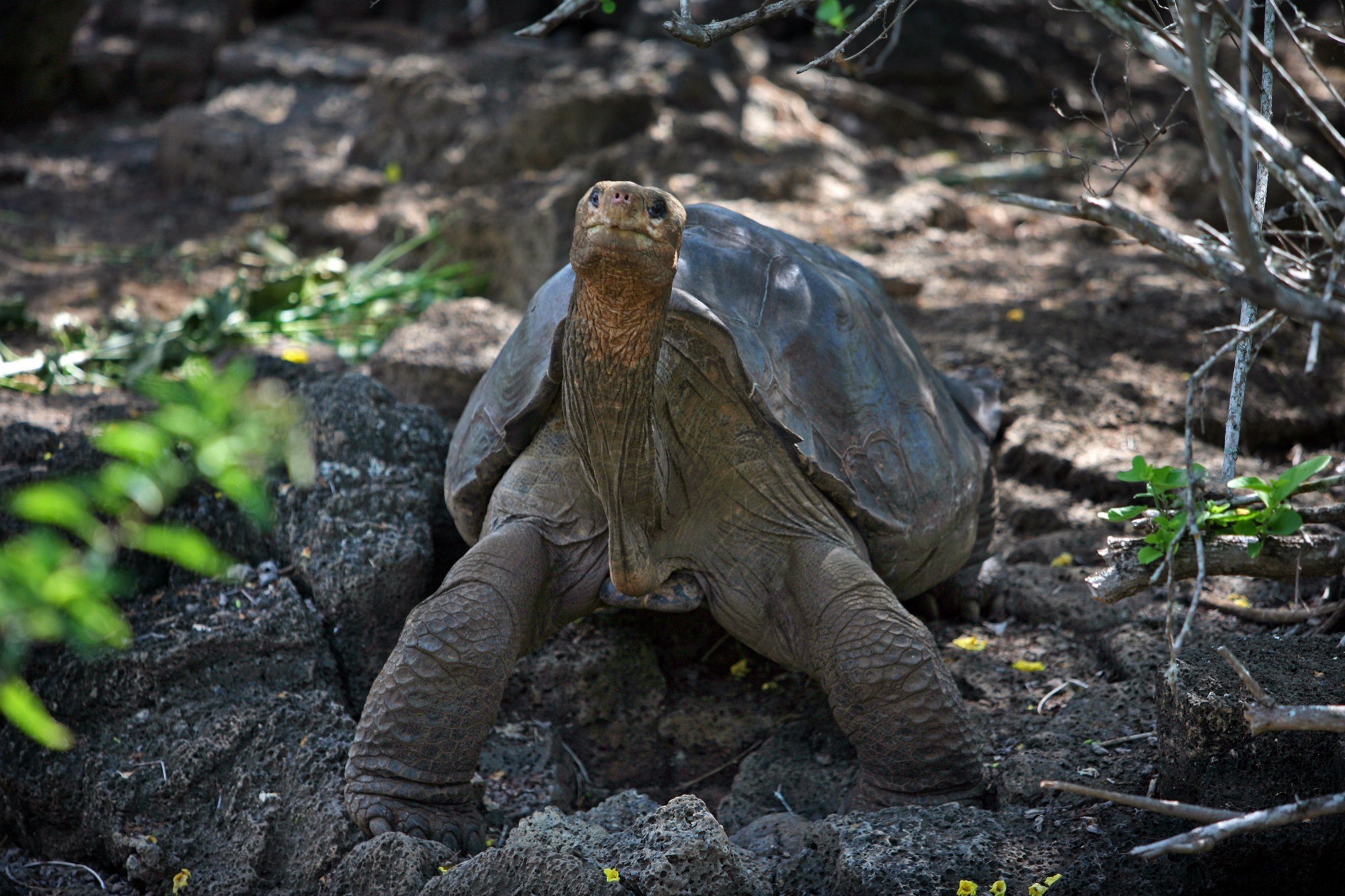 Абингдонские слоновые черепахи. Галапагосская черепаха Джордж. Галапагосская черепаха одинокий Джордж. Абингдонская слоновая черепаха. Абингдонская слоновая черепаха одинокий Джордж.