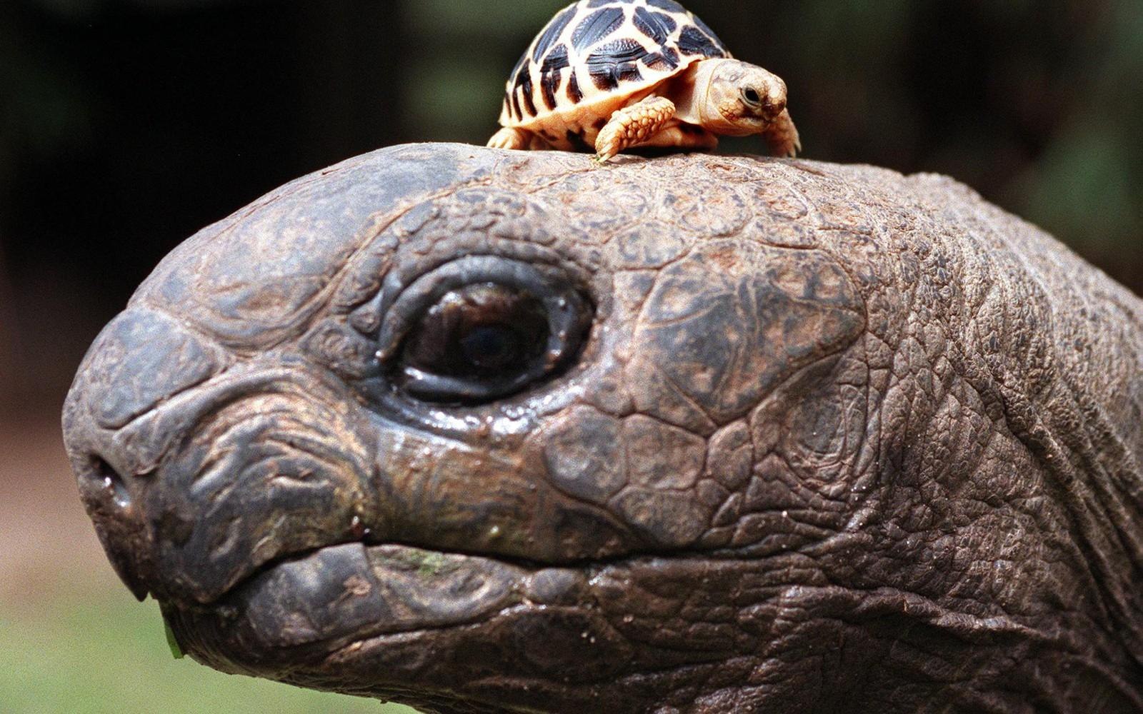 Абингдонские слоновые черепахи