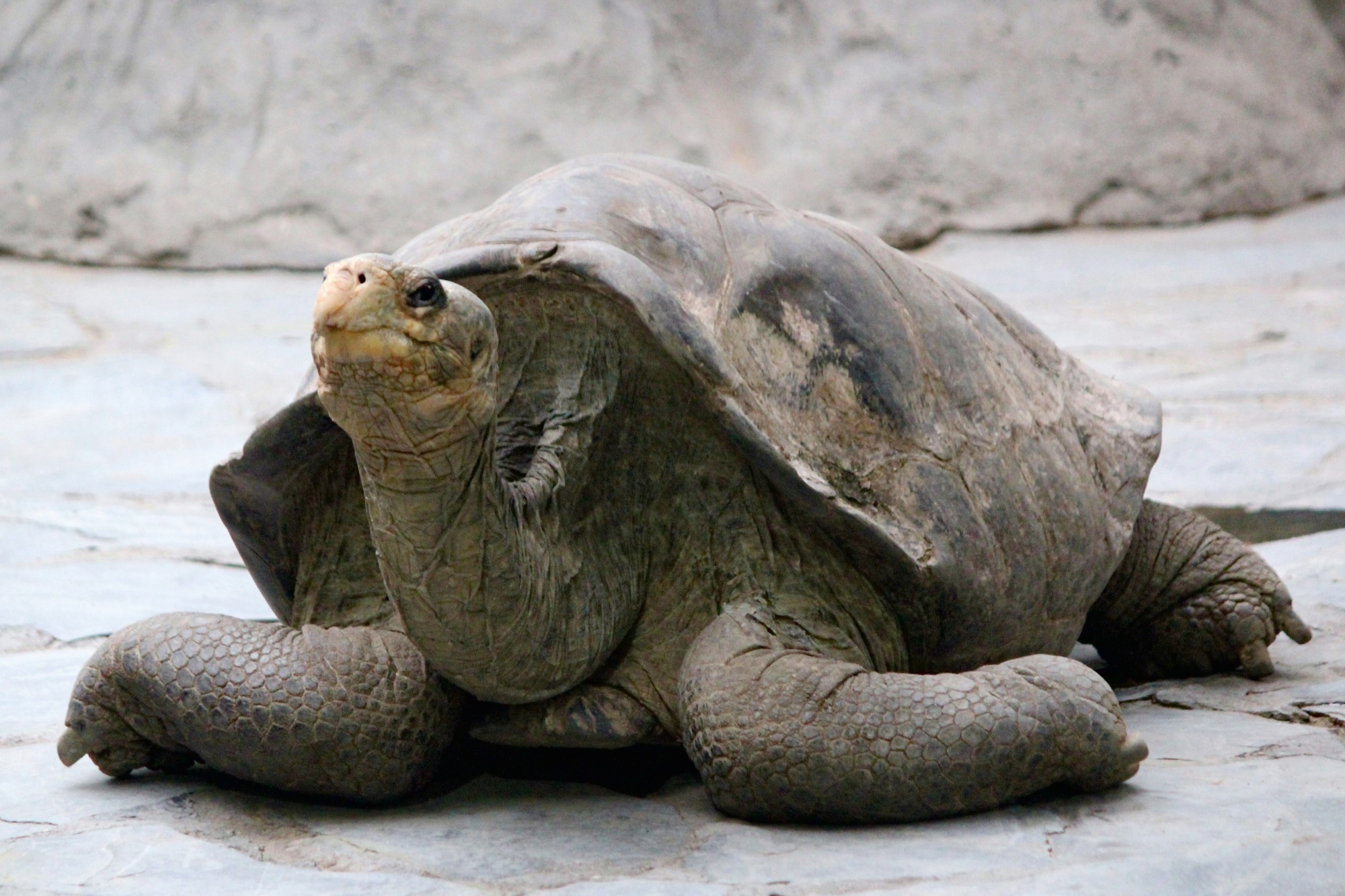 Абингдонские слоновые черепахи. Абингдонская слоновая черепаха. Галапагосская черепаха. Одинокий Джордж черепаха. Галапагосская черепаха одинокий Джордж Япония.