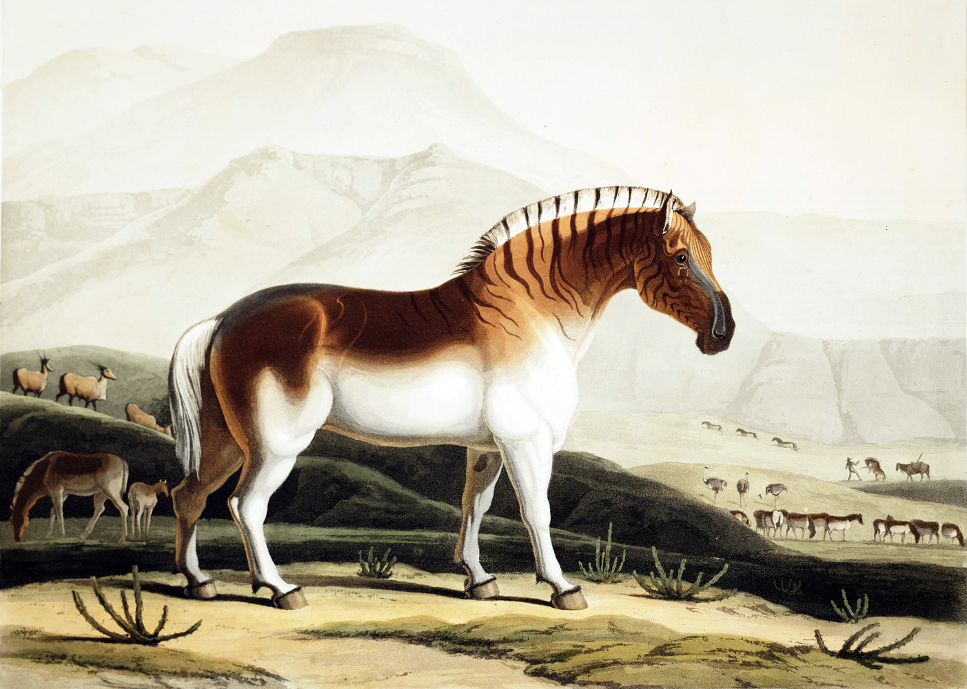 Вымерший гигант 9 букв сканворд. Вымершие животные квагга. Зебра квагга. Вымершая лошадь квагга.