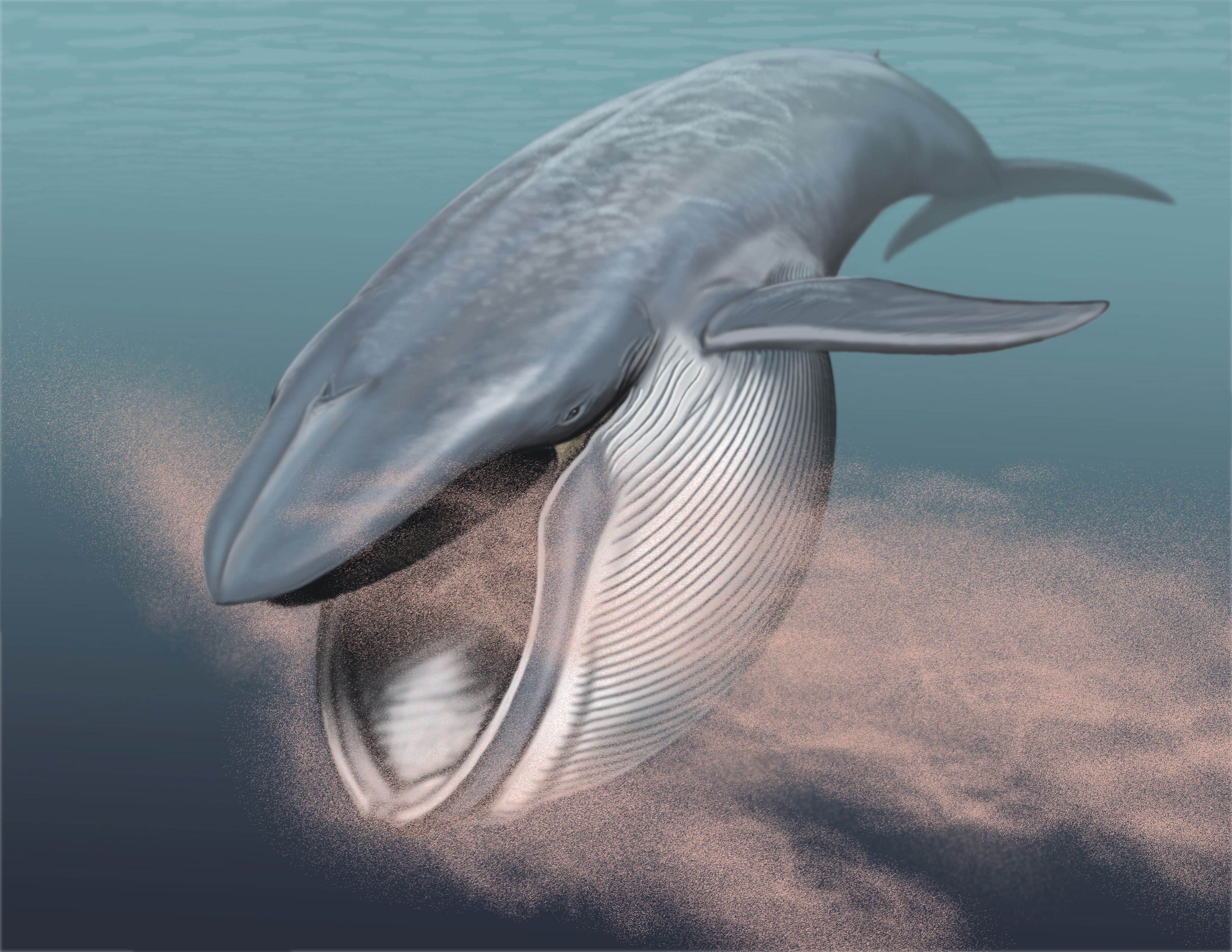 Кит самое большое млекопитающее. Синий кит блювал. Блювал (голубой или синий кит). Синий кит криль. Усатые киты китообразные.