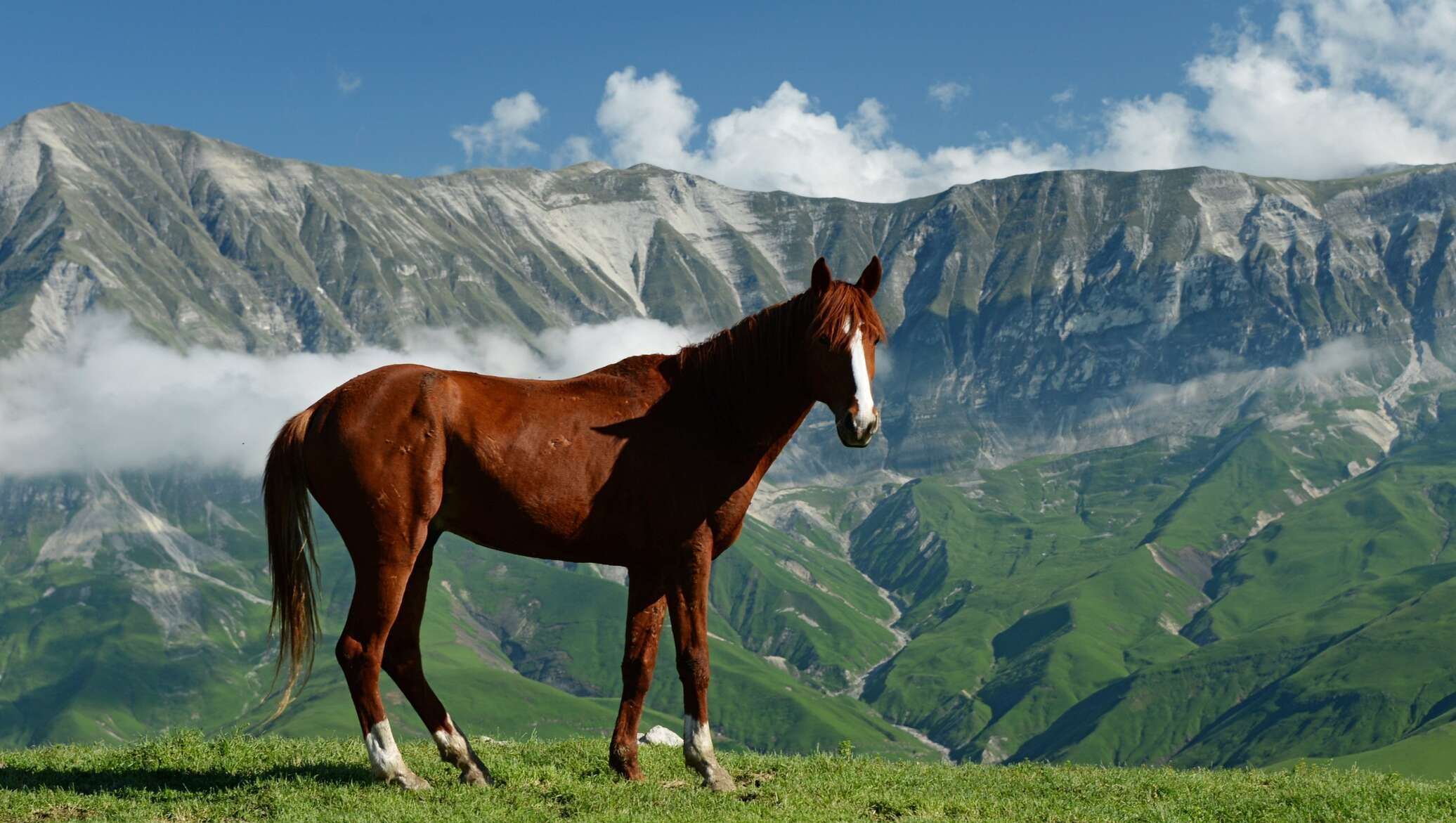 Лошади осетия. Дагестанская Горная порода лошадей. Кабардино Балкария лошади джигит. Кабардинская порода лошадей Северная Осетия. Кабардинская гнедая.