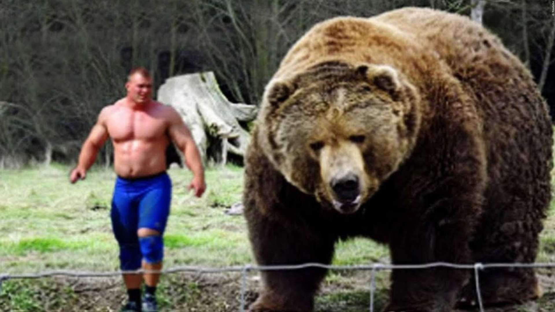 Человек сильнее животных. Медведь Кадьяк самый большой в мире. Самый большой в мире медведь Гризли. Медведь Кадьяк вес и рост. Самый большой медведь Кадьяк 1200 кг.