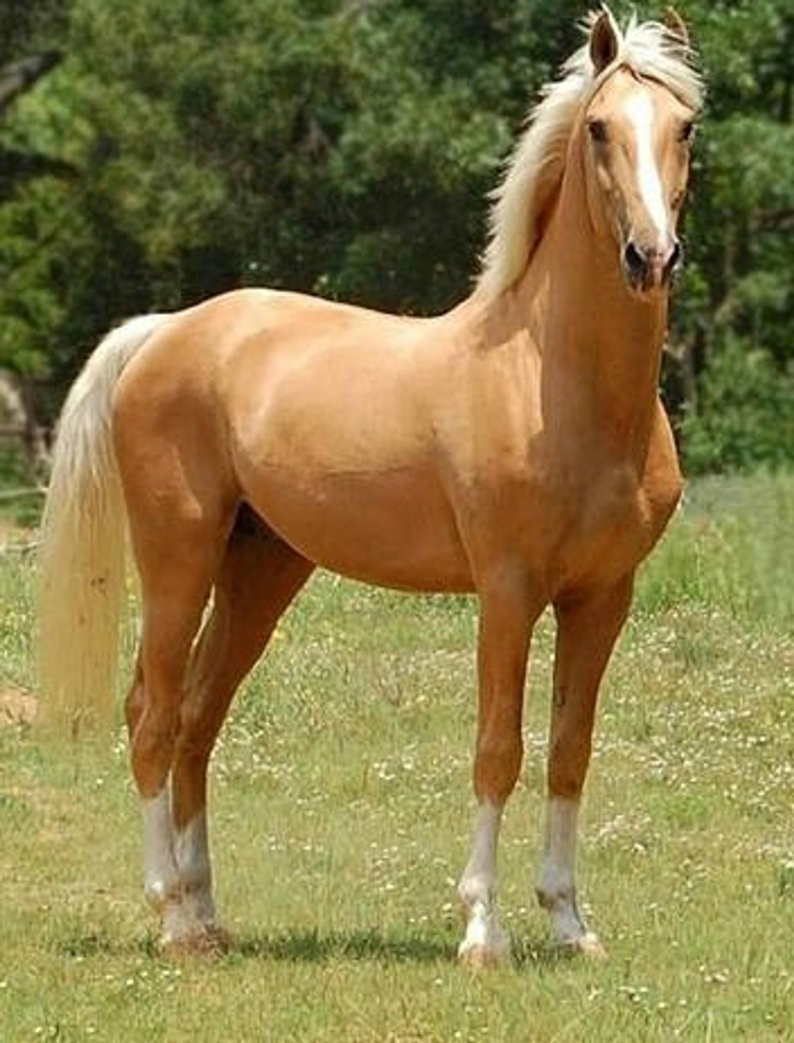 Соловая масть лошади. Андалузская Соловая. Соловая масть лошадей. Андалузская лошадь Соловая. Лошадь породы Пинто.