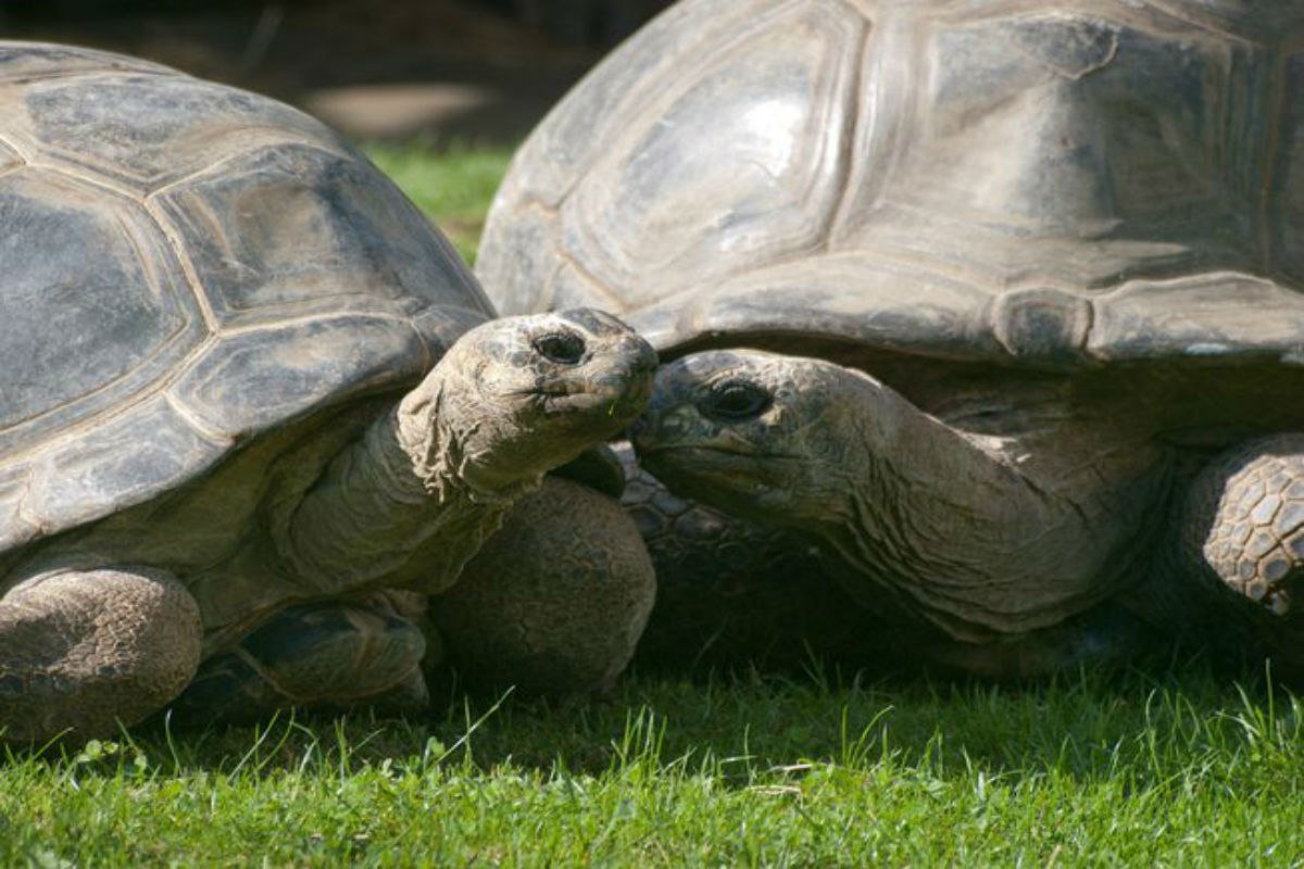 Черепахи пара. Дермохелис черепаха. Какуана черепаха. Слоновая черепаха. Любовь черепах.