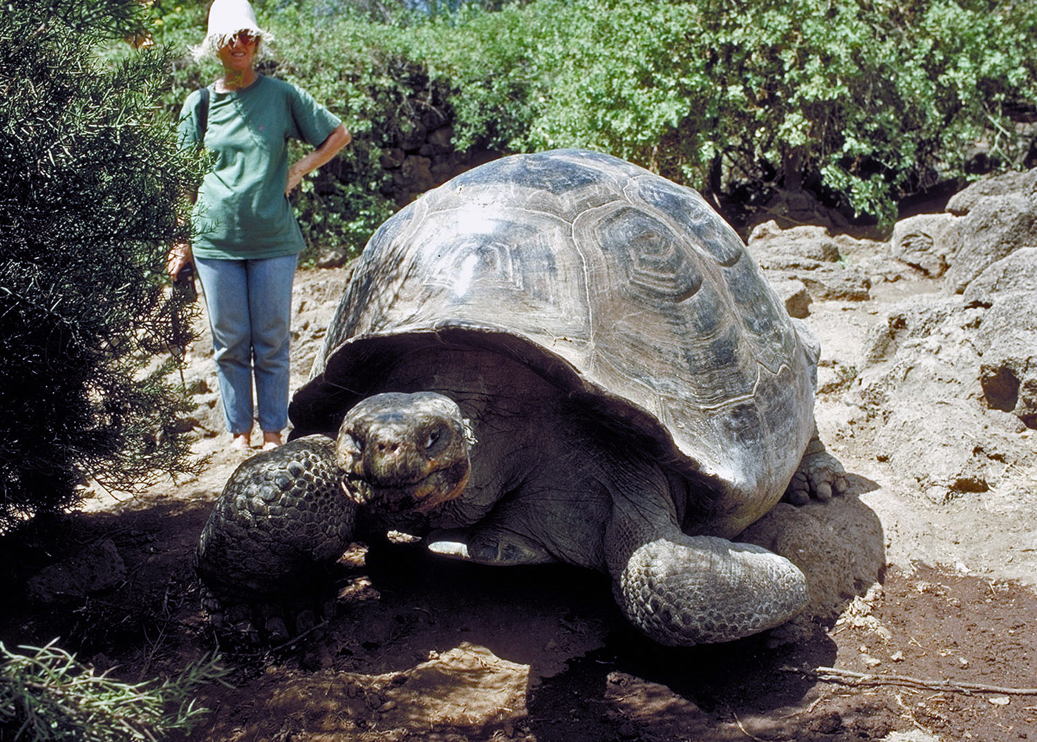 Какие бывают огромные. Галапагосская черепаха. Галапагосская гигантская черепаха. Галапагосские острова черепахи. Черепахи Галапагосские Сухопутные.