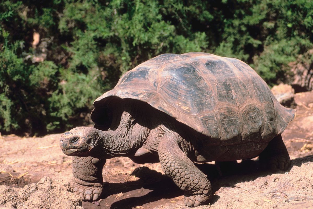 Черепаха 9 8. Галапагосская черепаха. Слоновая черепаха. Слоновая черепаха панцирь. Слоновая черепаха Сухопутные черепахи.