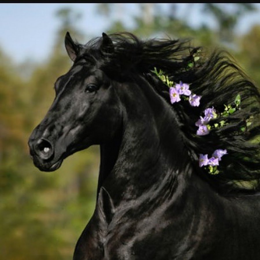 Книга черный конь. Фризская лошадь гнедая. Фредерик Великий Фризская лошадь. Фризская Вороная. Цыганская Вороная лошадь.