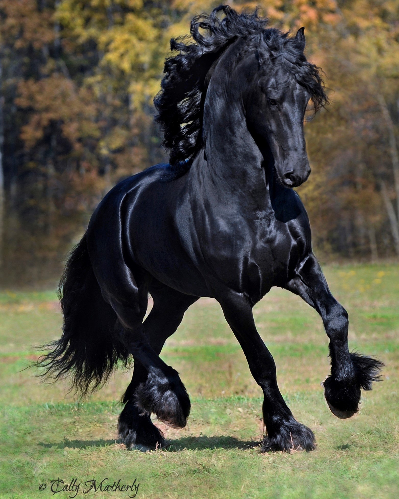Черный окрас лошади. Фриз Фризская лошадь. Пепельно Вороная лошадь. Пегая Фризская лошадь.