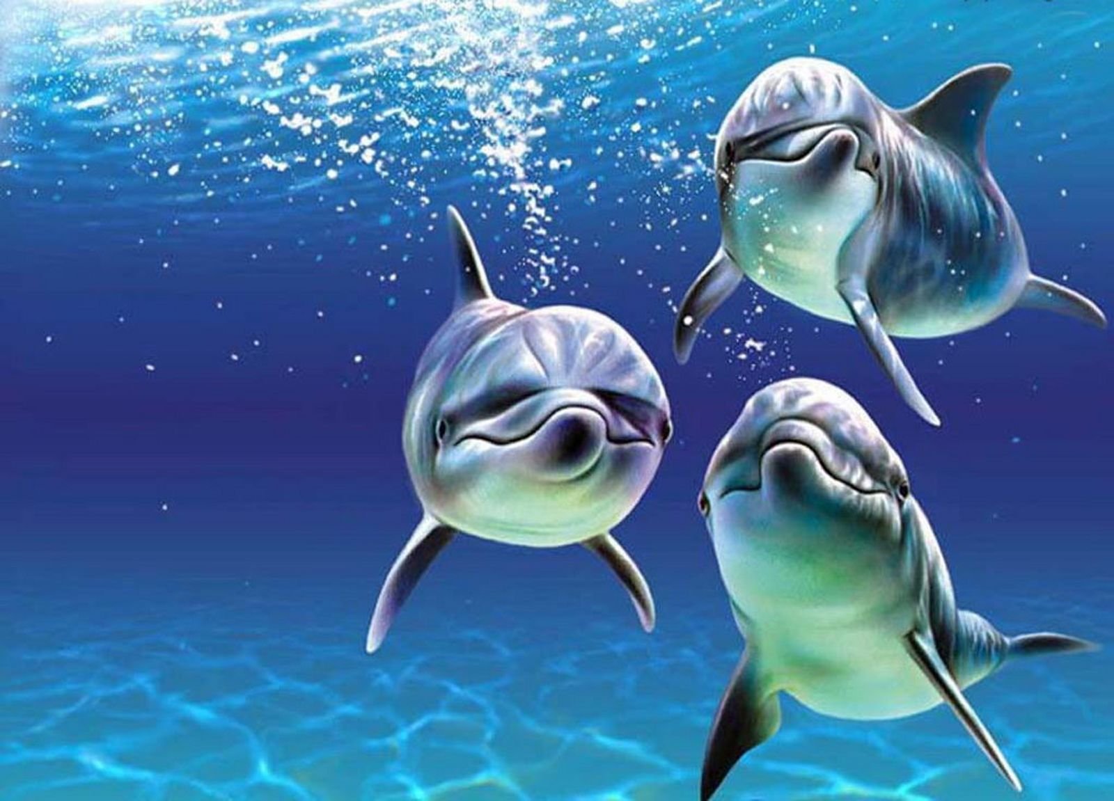 Дельфин ч буду жить. Красивые дельфины. Дельфин в море. Подводный мир дельфины. Живые дельфины.