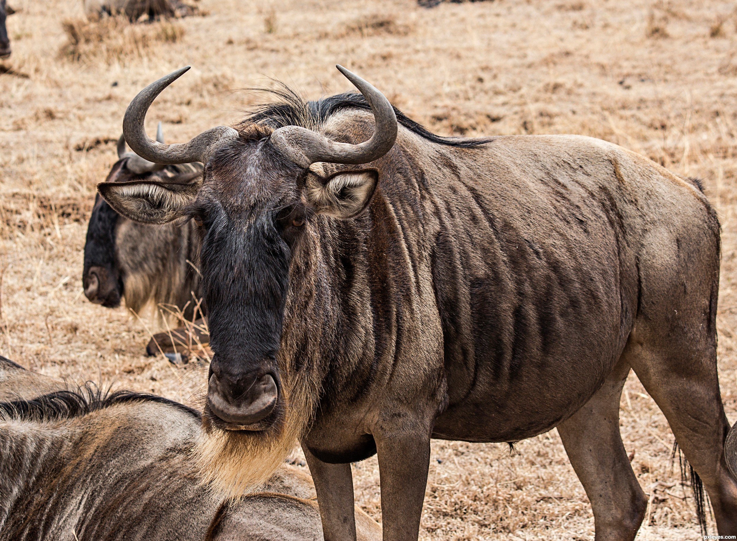 Значение гну. Африканская антилопа гну. Антилопа гну Казар. Антилопа гну голубая полосатая. Жёлтая антилопа гну.