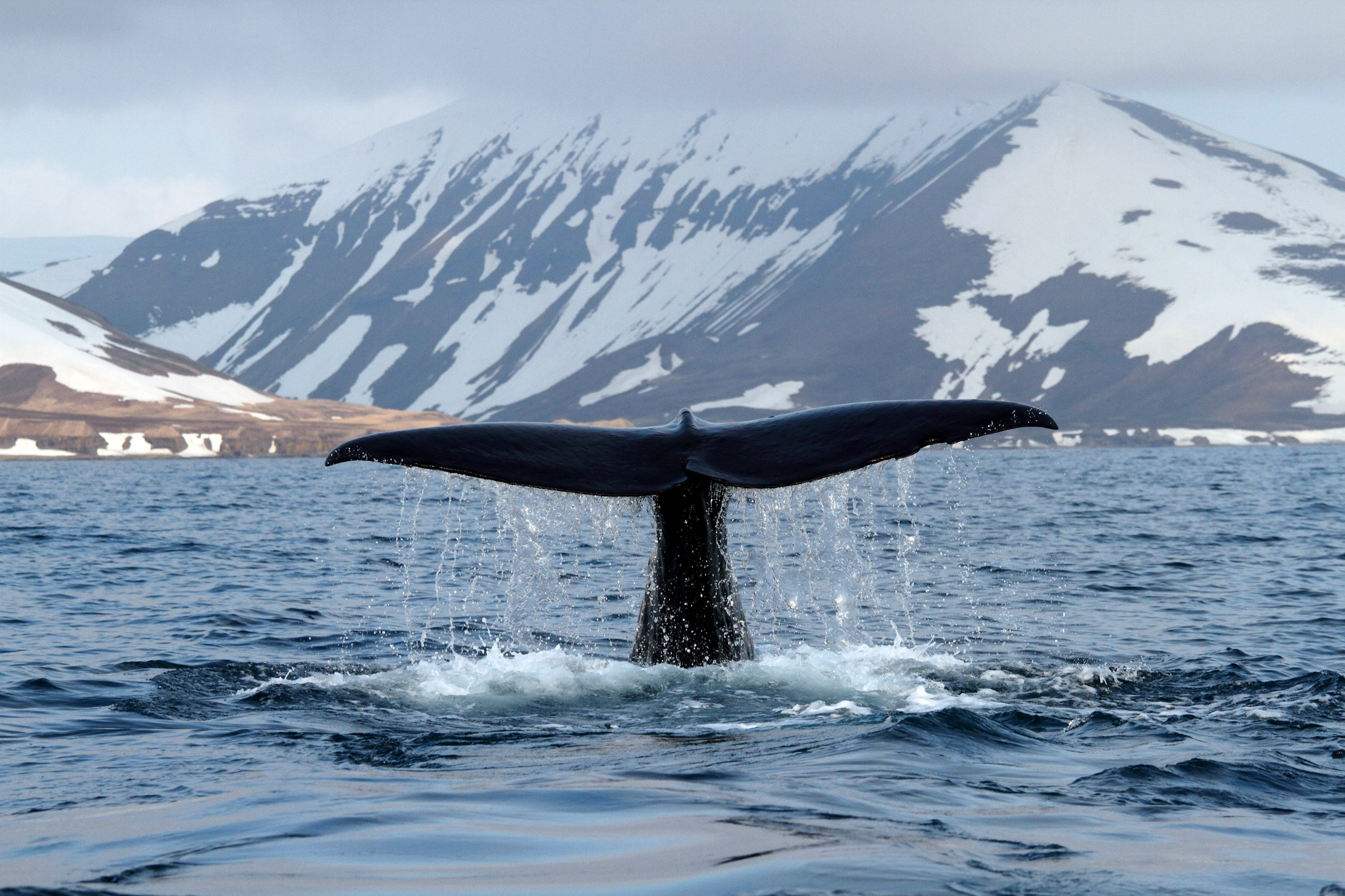 Тур в мурманск на китов