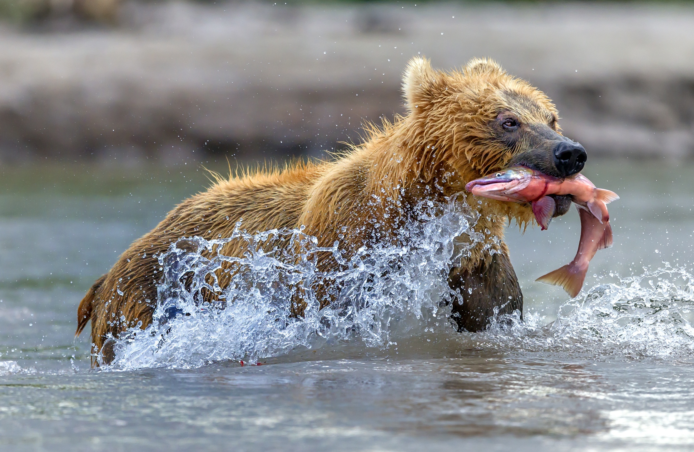 Медведь плавает скорость. Бурый медведь охотится. Медведь с рыбой. Медведь охотится на рыбу. Хищные медведи.