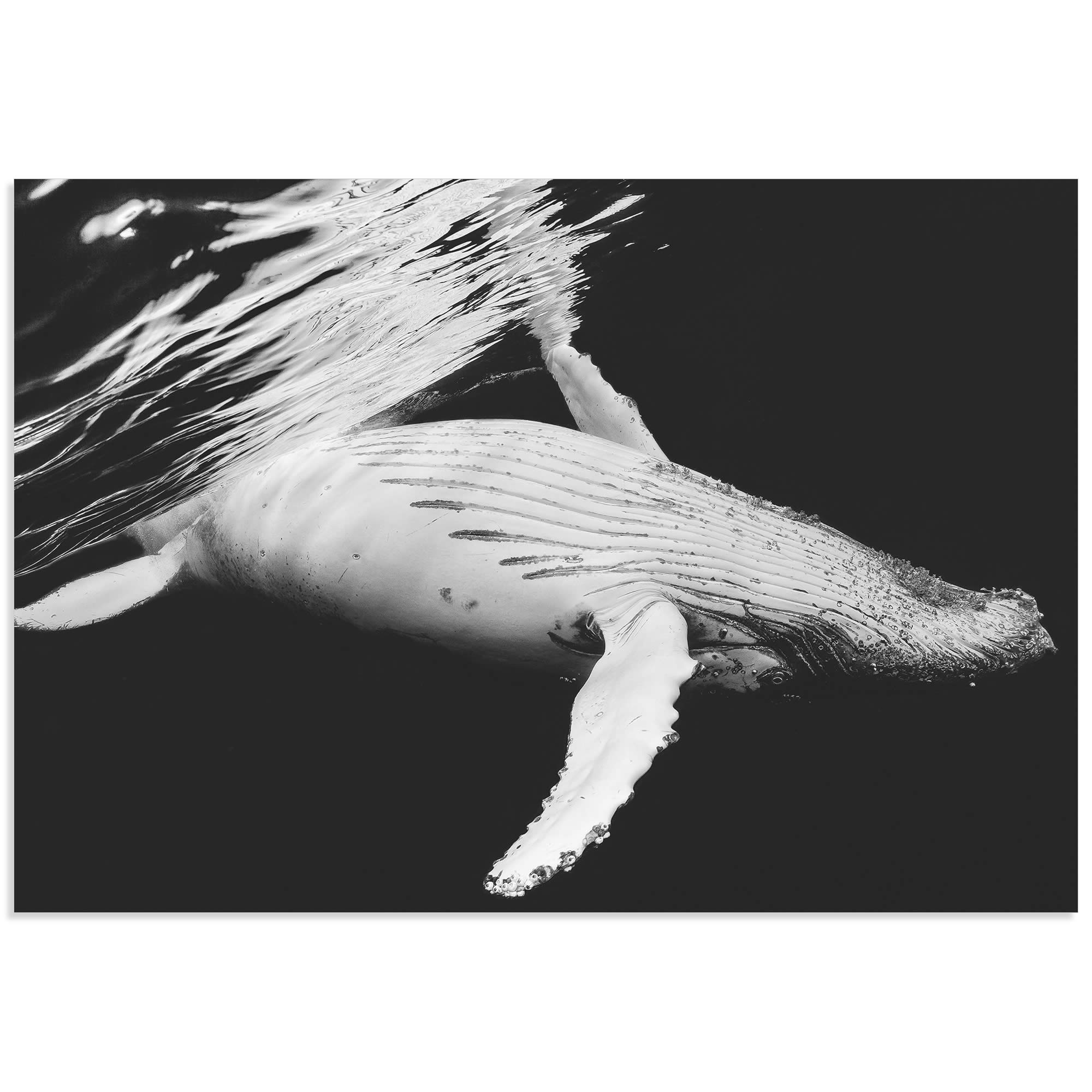 Кит живет в воде. Кит альбинос. Горбатый кит альбинос. Белый кит Мигалу. Белый кит Горбач.