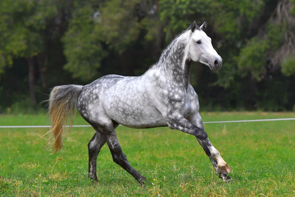 Кони в яблоках песня слушать. Орловский рысак серый в яблоках. Андалузская лошадь. Dapple Grey Horse. Серый конь.