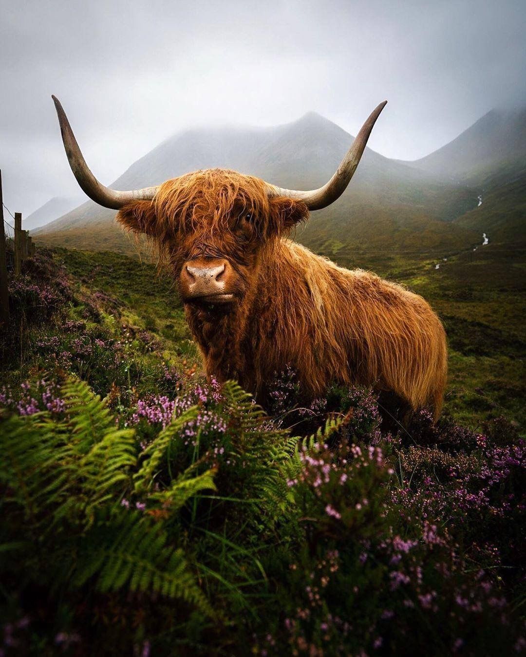 Scotland animal. Хайлендская корова Шотландия. Шотландский бык хайленд. Хайленд корова Шотландия. Шотландская Высокогорная корова.