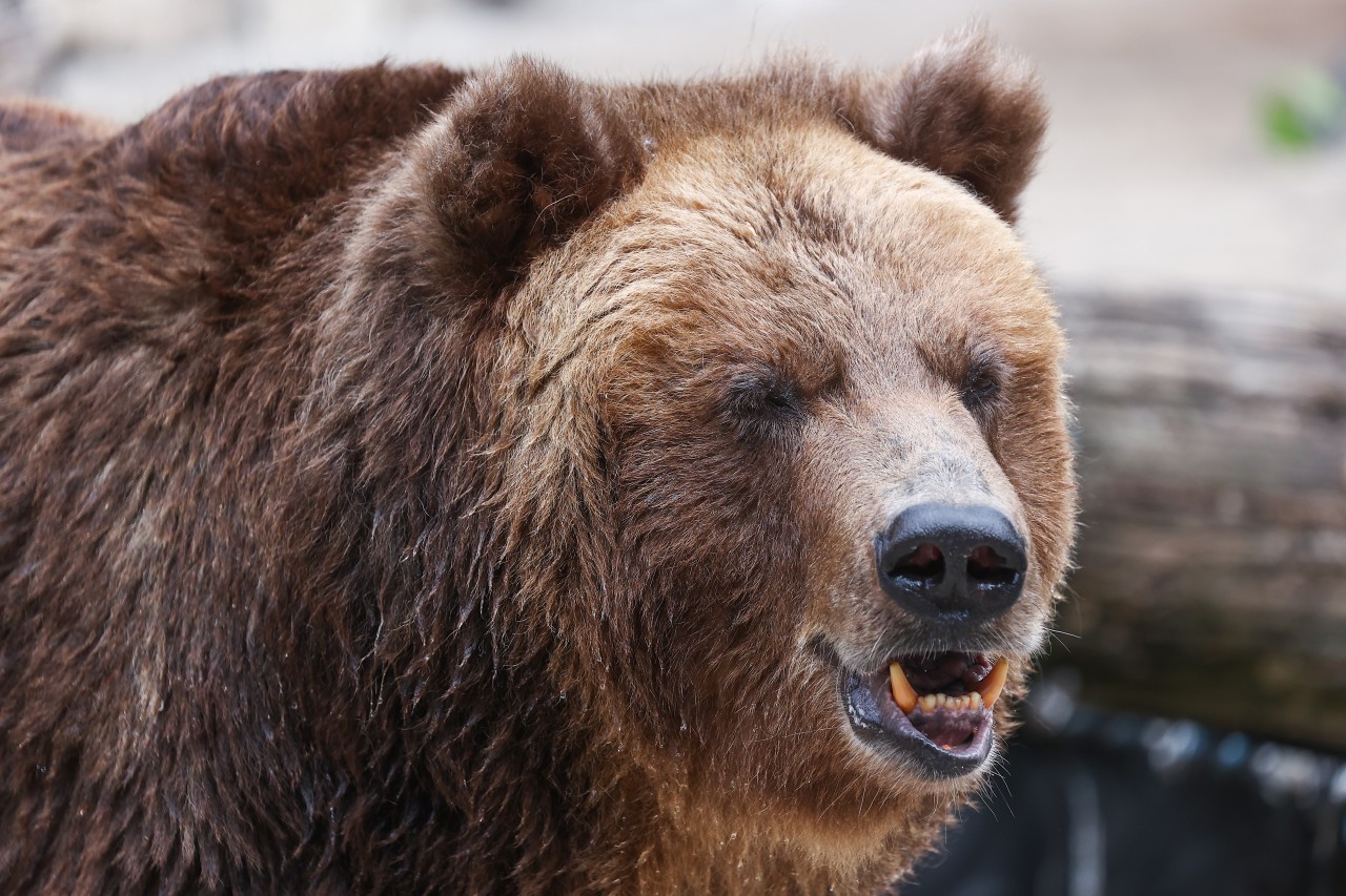 Скорость сибирского медведя. Сибирский медведь. Медведь Сибирь. Сибирский медведь фото. Ледниковый медведь.