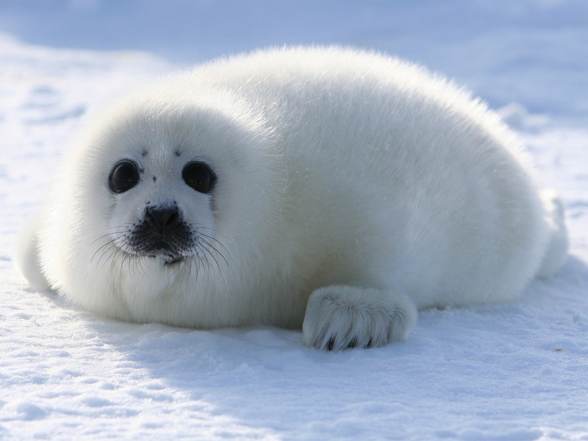 Известно что гренландский тюлень крупное млекопитающее