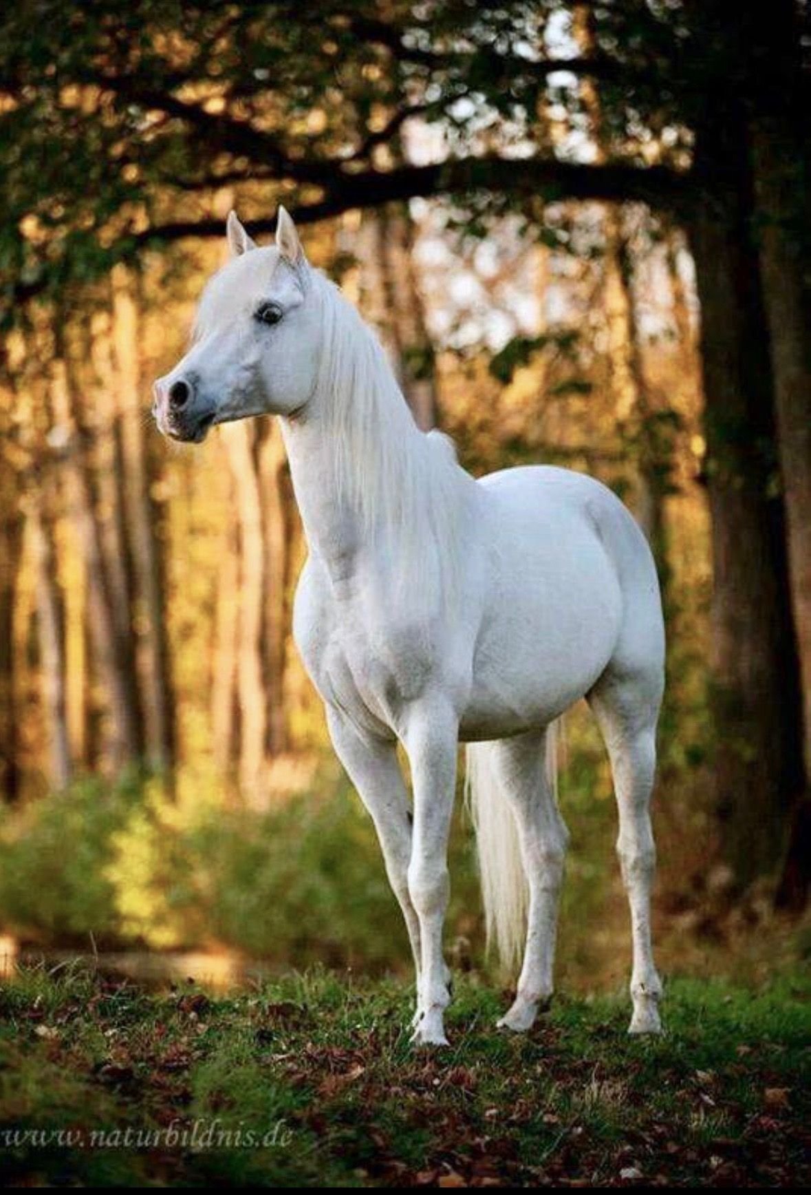 Про лошадей красивый. Белый рысак. Белая лошадь. Красивые лошадки. На белом коне.