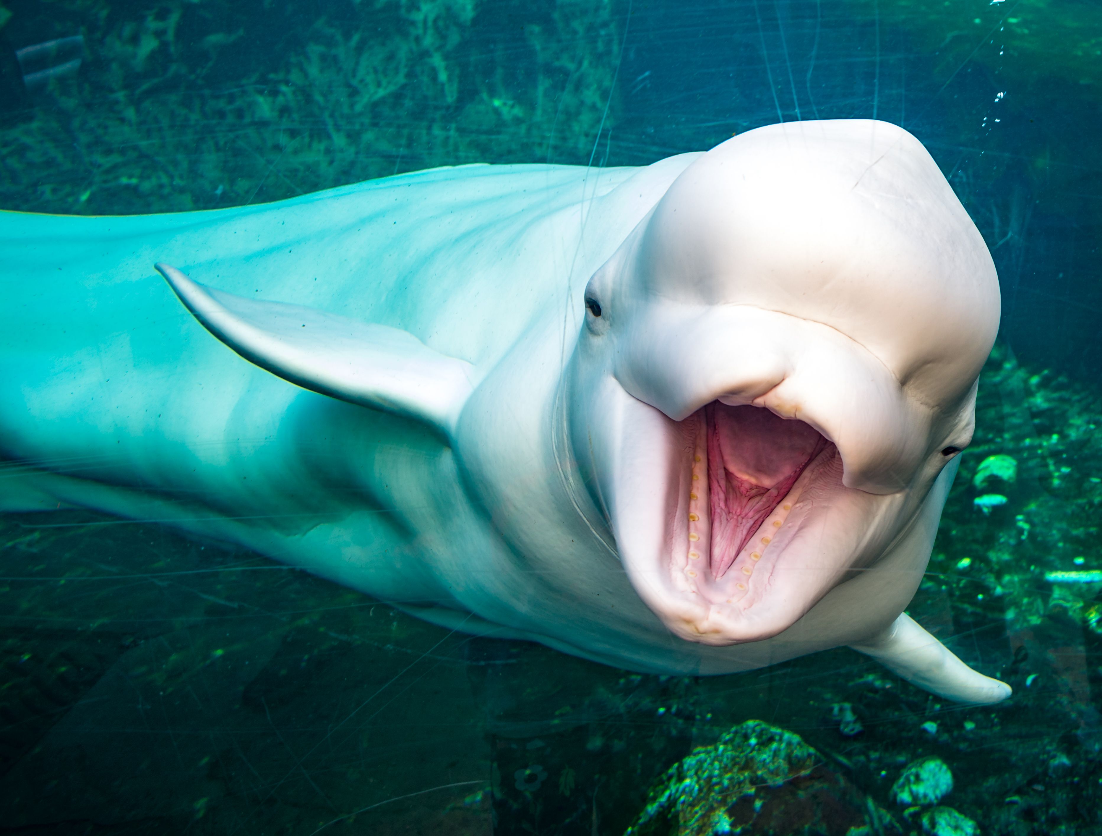 Акулы ледовитого океана. Полярный Дельфин Белуха. Белый Дельфин Белуха. Белый кит Белуха. Полярный кит Белуха.
